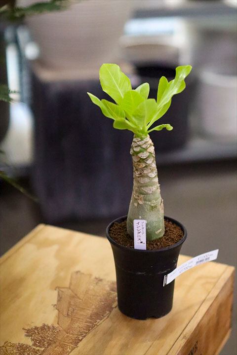 観葉植物 | オニ通 観葉植物 | オニ通