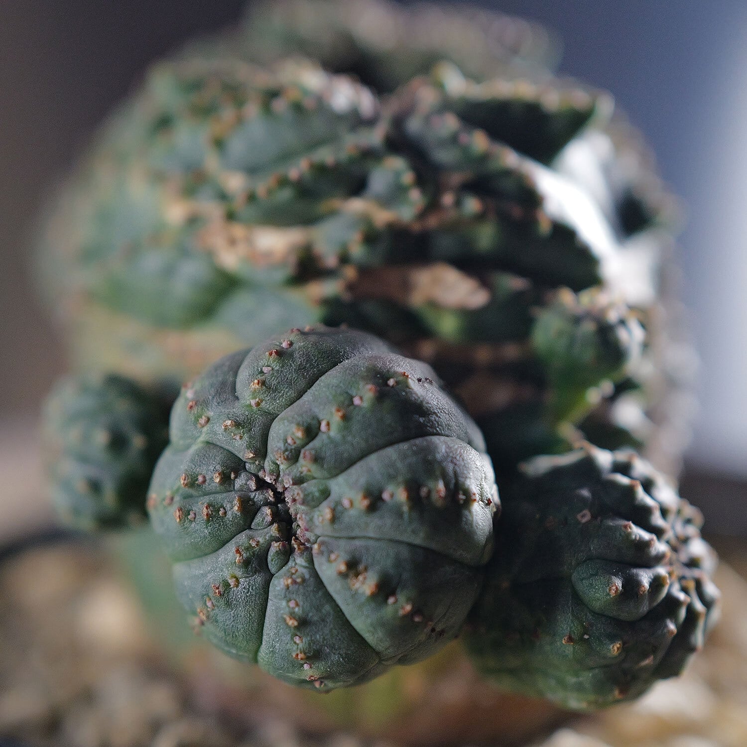 超厳選株】大株 最大幅約9.6cm 仔吹き 円扇綴化 オベサ