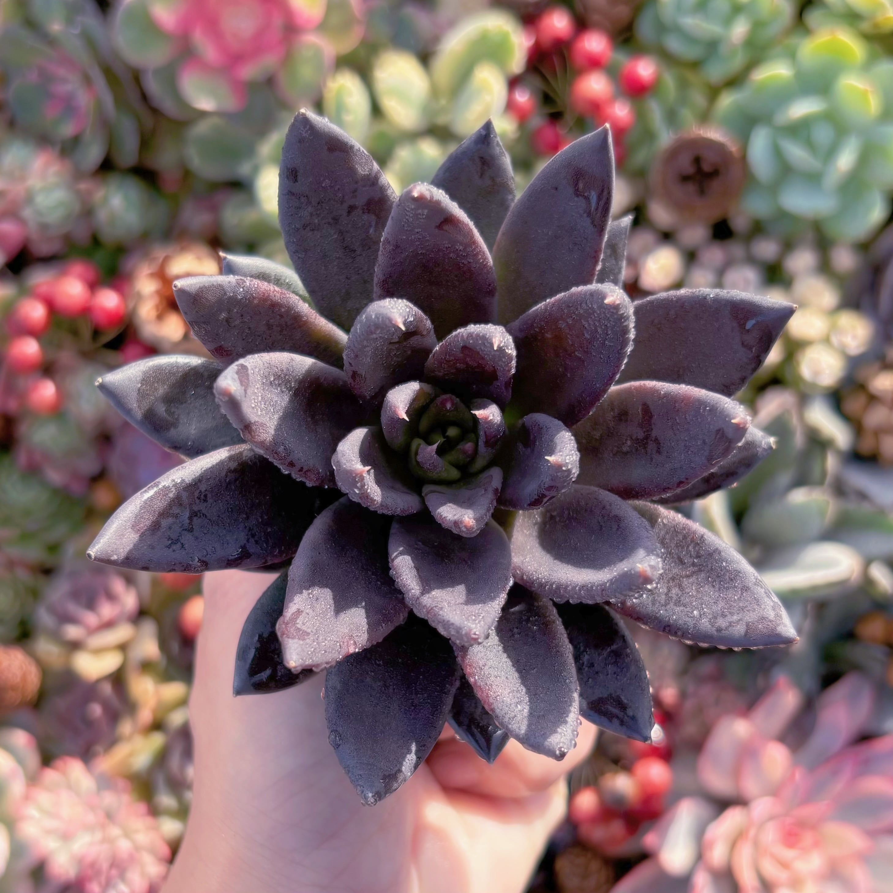 多肉植物　ブラックナイト　新入荷　るる農園