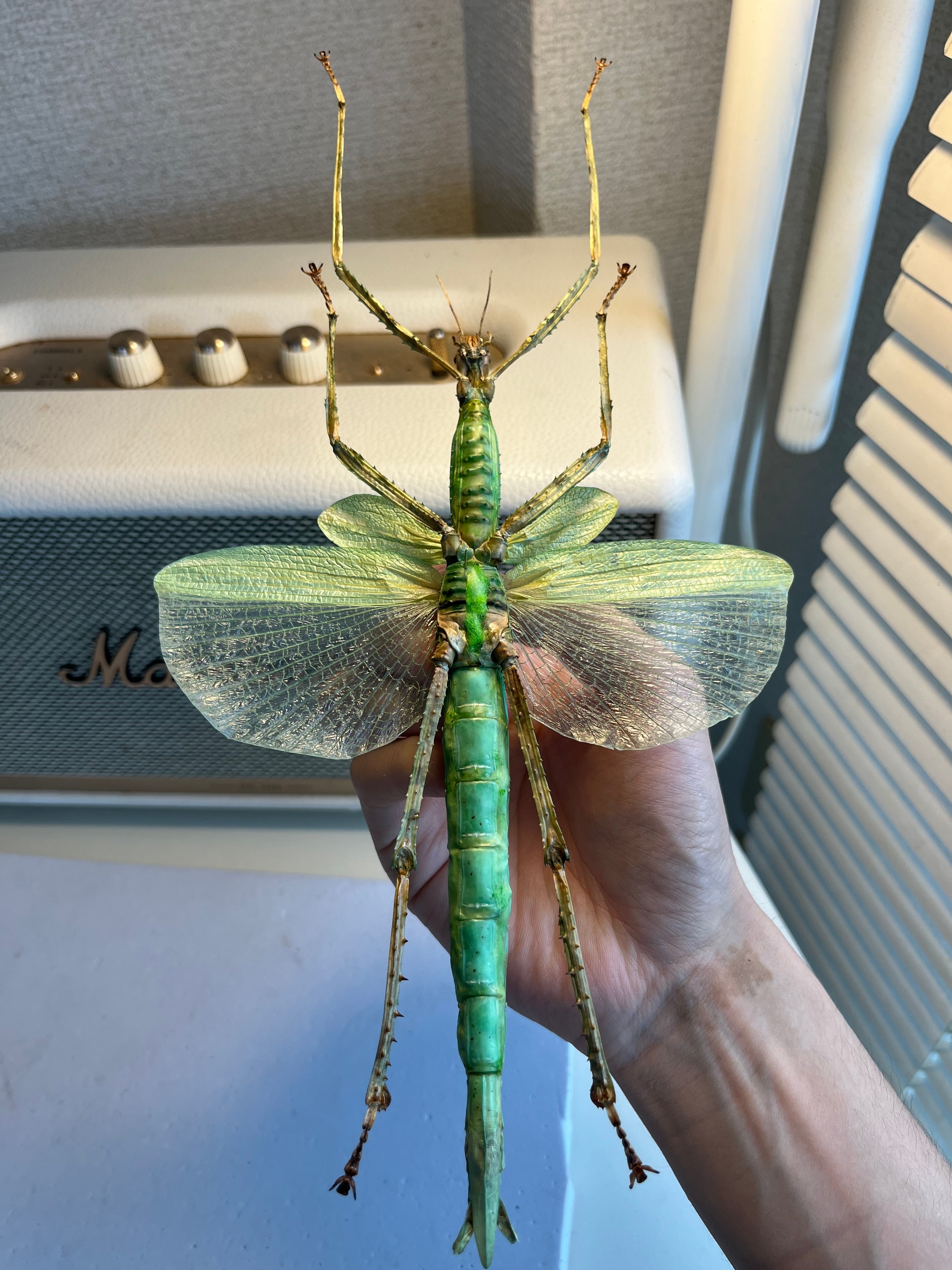 【LAST】ゴライアスオオトビナナフシ 陸のザリガニ歩くソーセージコノハムシ直翅 210mm】ゴライアスオオトビナナフシ 陸のザリガニ歩くソーセージ