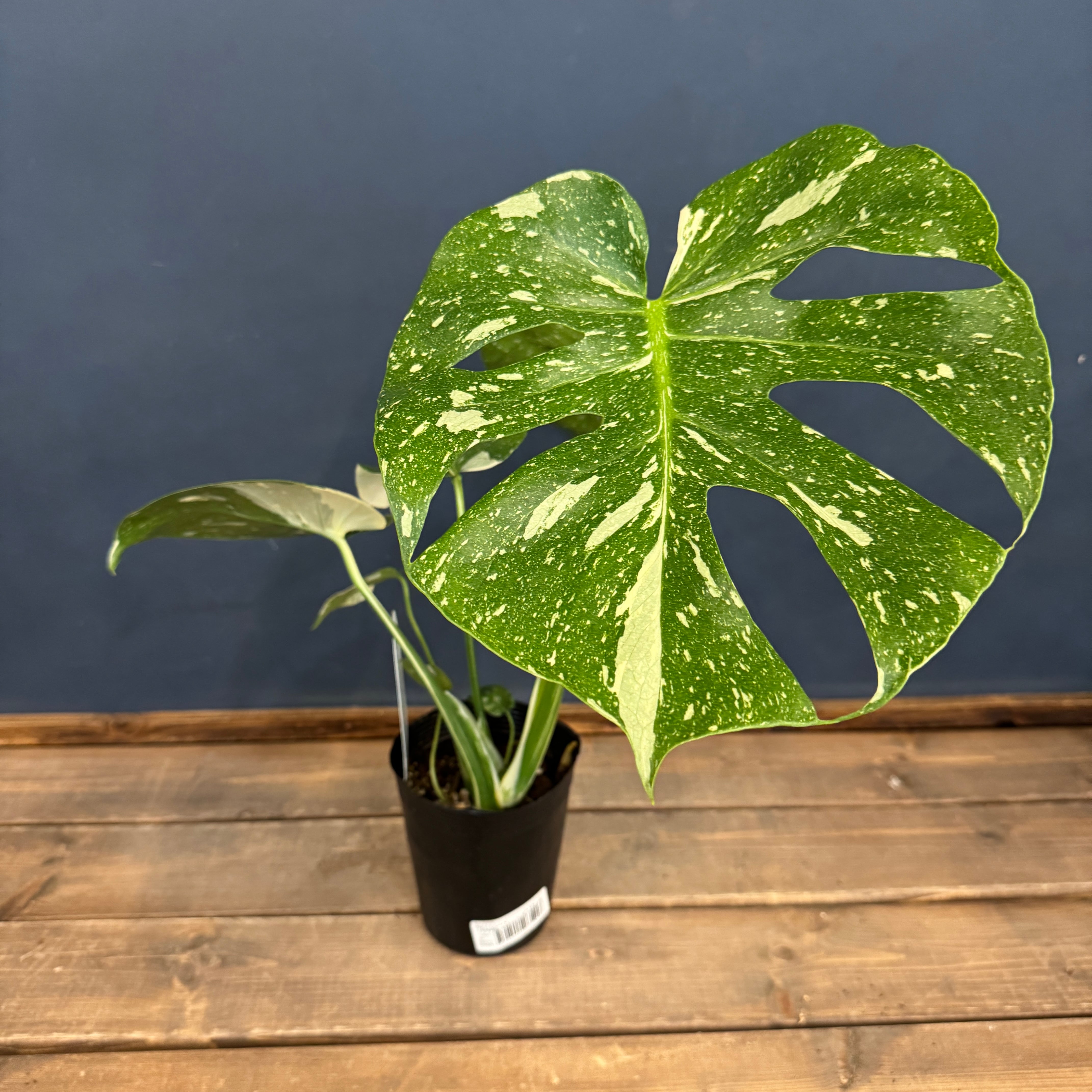 モンステラ タイコンステレーション【359】 | PROTOLEAF プロトリーフ