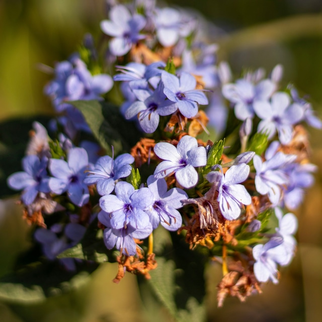 紫の花(ルリマツリ)ピアス