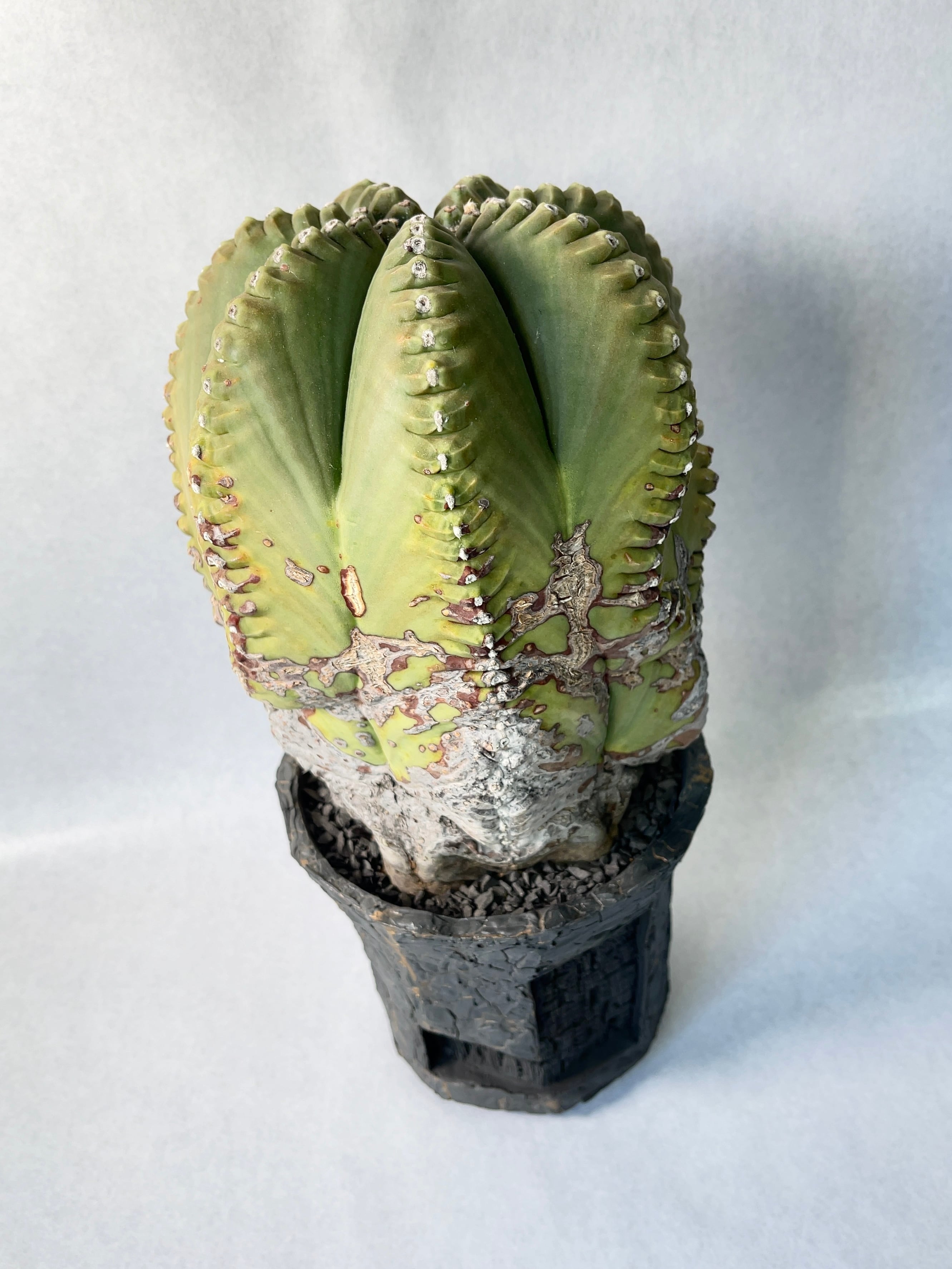 希少 アストロフィツム 肋骨 ゼブラ ランポー Astrophytum アストロフィツム ランポー玉 肋骨タイプ サボテン