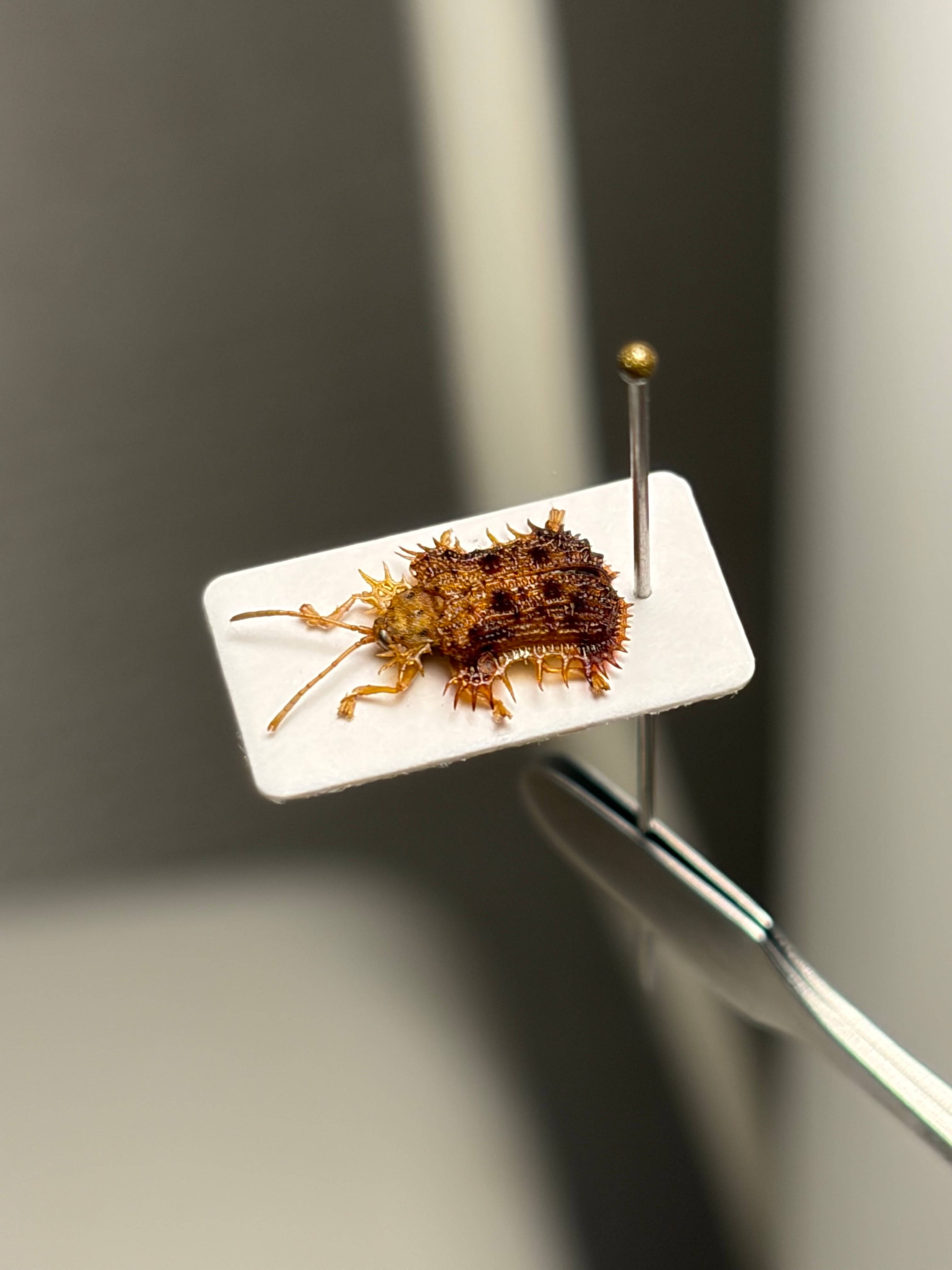 蝸牛被最大種】フクエマイマイカブリ ホンマイマイカブリ 昆虫標本