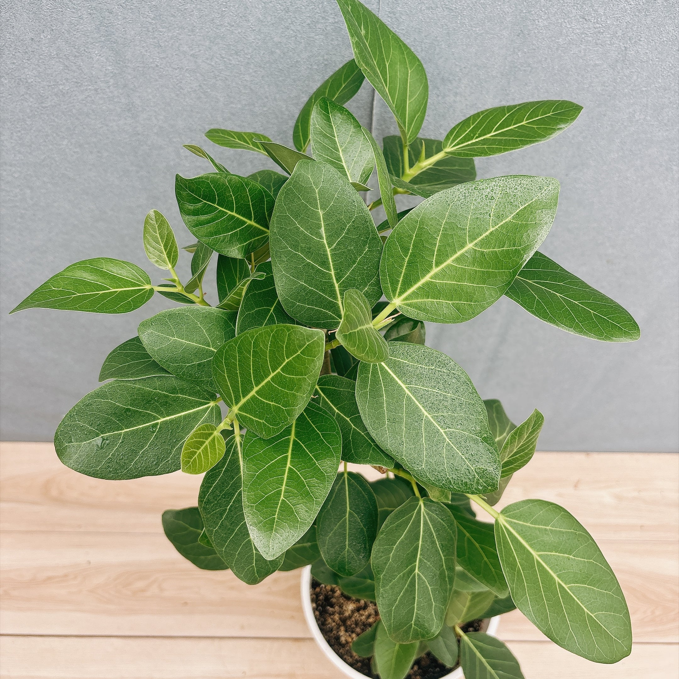 ［現品］7番　フィカス　ベンガレンシス　曲がり 8号　観葉植物　室内　ゴムの木 現品］7番 フィカス ベンガレンシス 曲がり 8号 観葉植物 室内 ゴムの