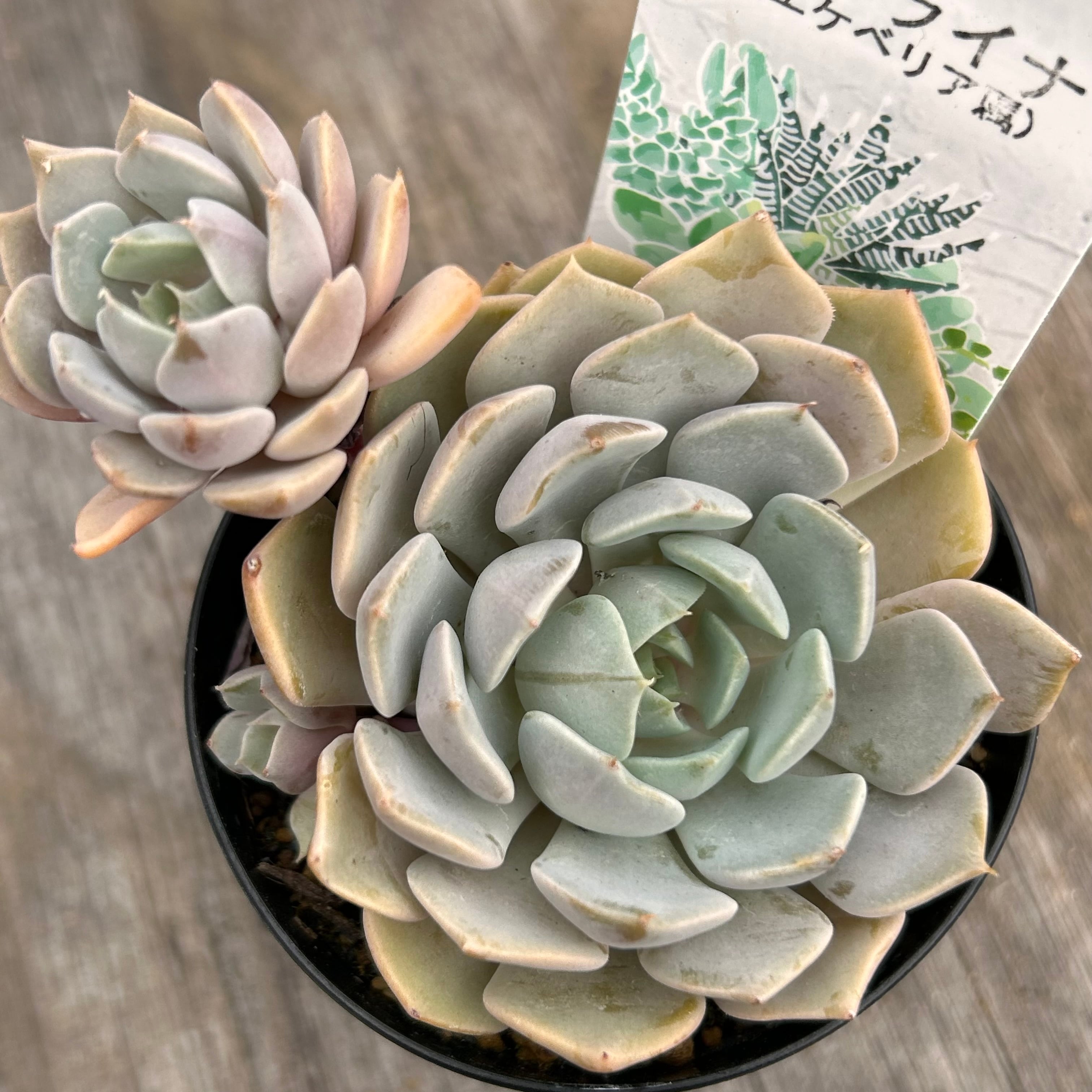 カロライナ | RuPo 多肉植物専門店