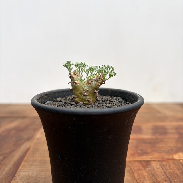 Monsonia peniculina 【モンソニア・ペニクリナム・実生】