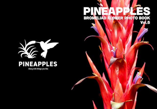 ブロメリア・エアープランツ Tillandsia sprengeliana Tillandsia sprengeliana – Tropiflora