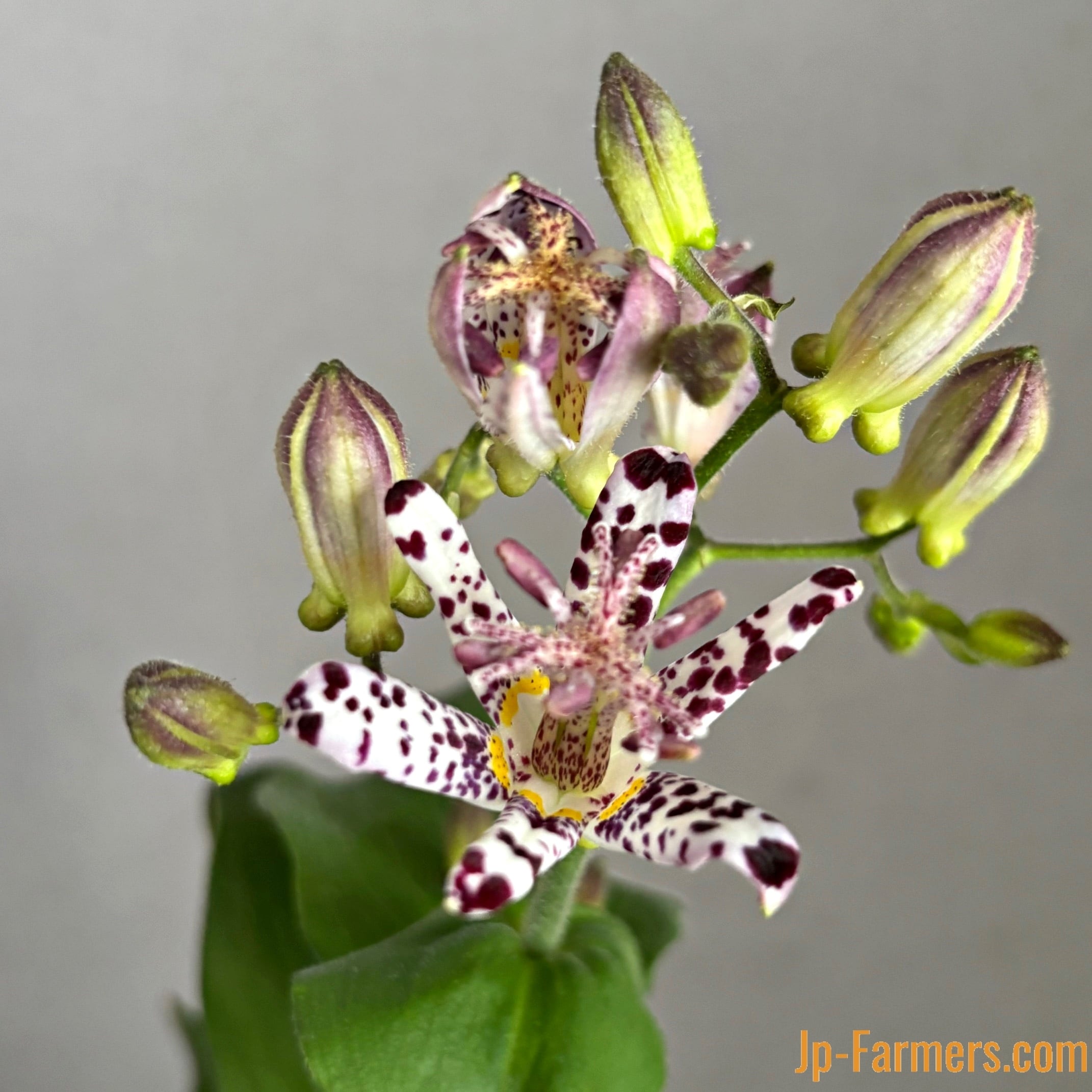 フランソワ・ディザルニ作 『ブーケとさくらんぼ』 Snowflake Flower added a new photo — in - Snowflake Flower