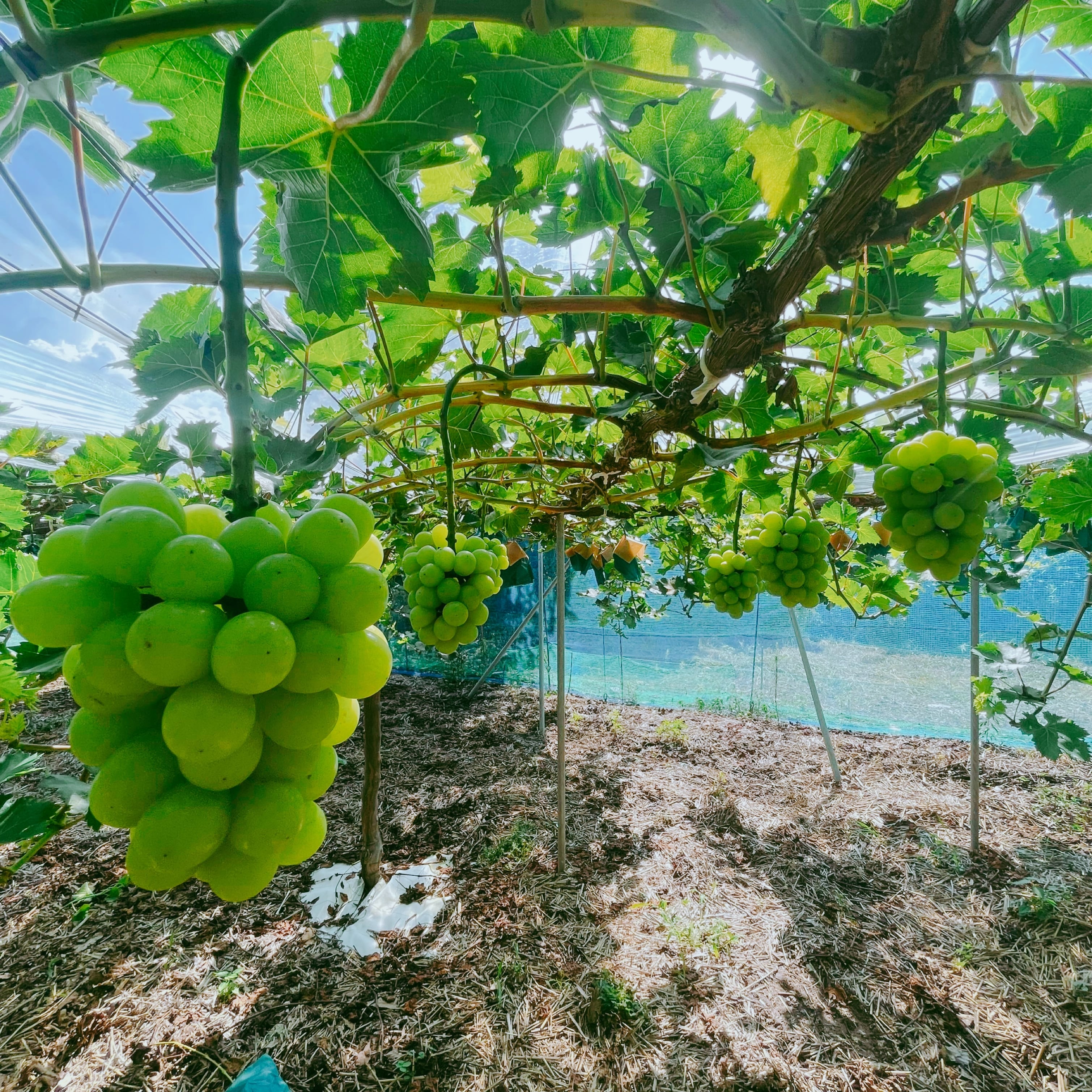 数量限定】マスカットジパング 1.2kg(岡山県産・種なし) | 雲の上の