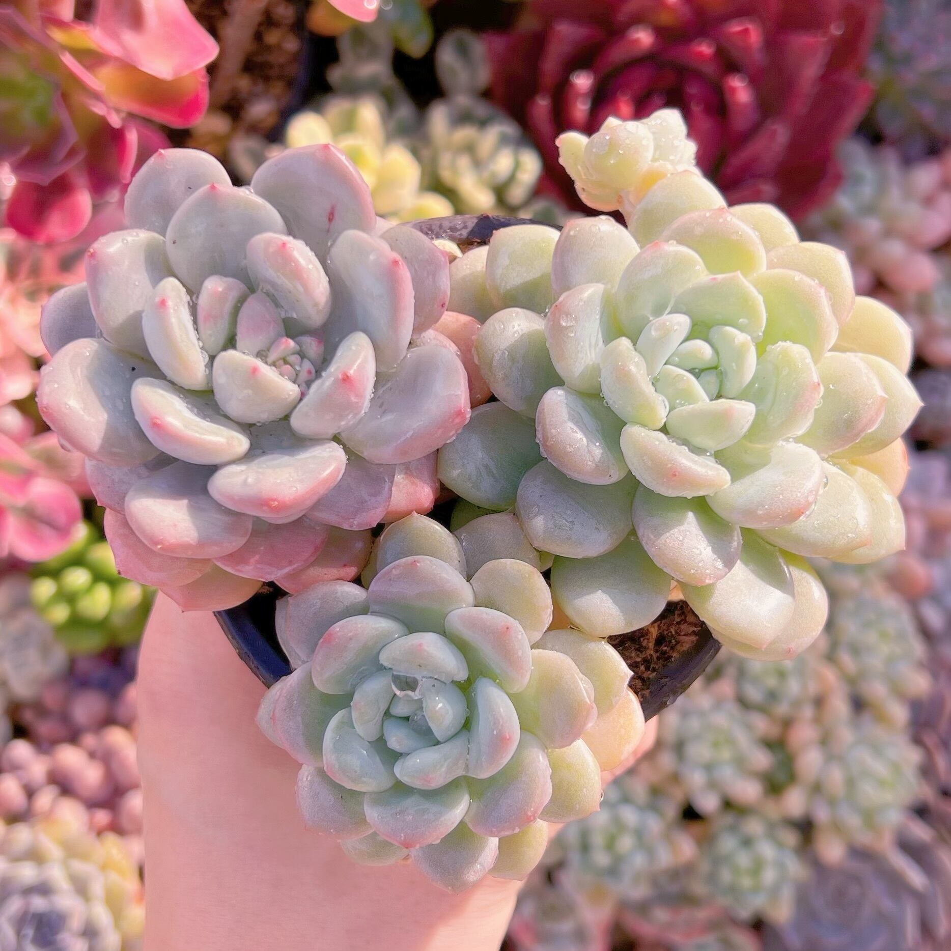 現品　玉兎#602   るる農園