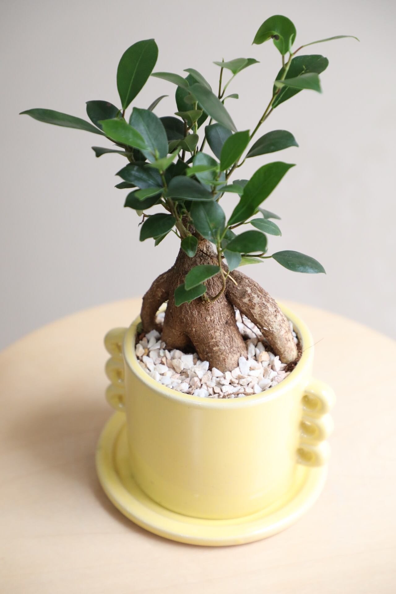 S】ガジュマル/Ficus microcarpa | 【厳選植物・器】MIDORI DOUMEI 翠