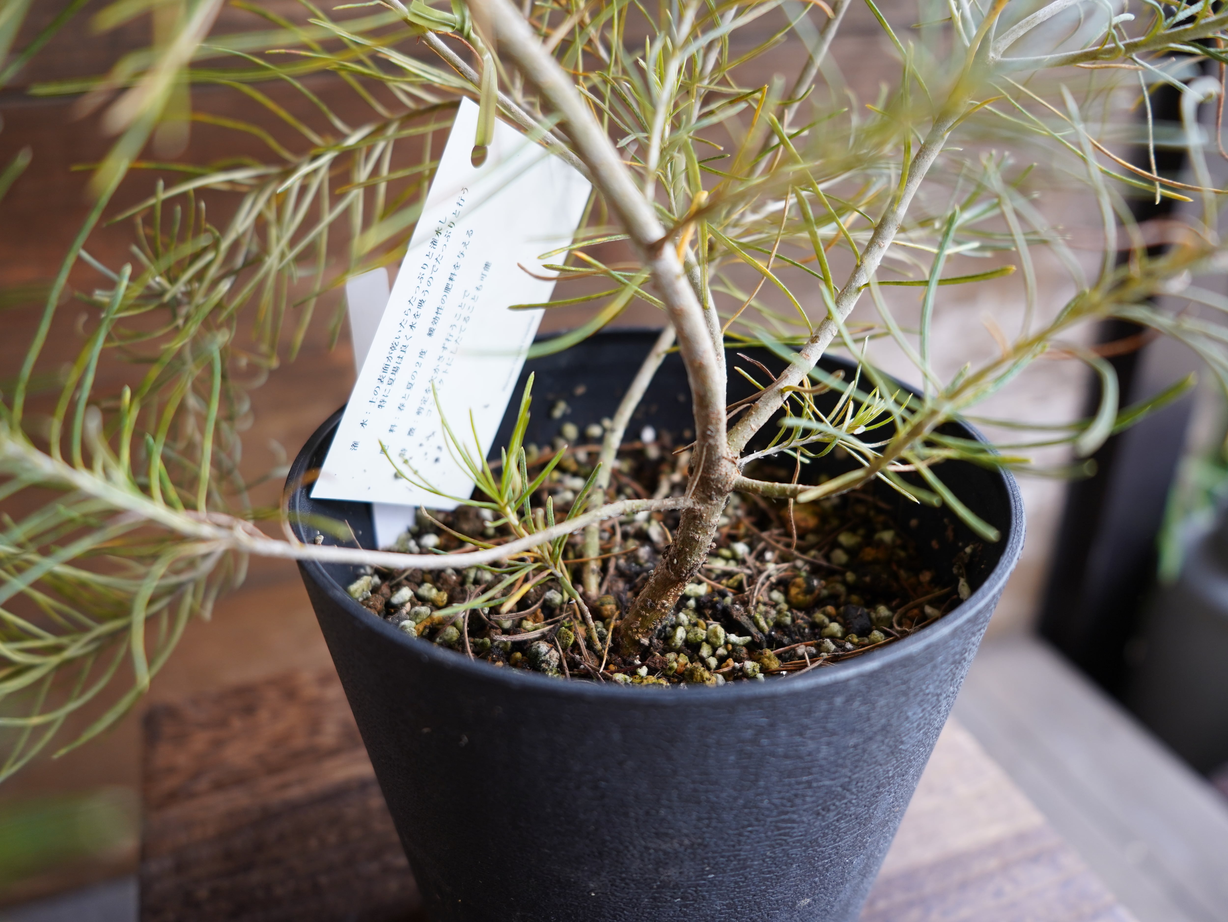 【現物】バンクシア　”レプトフィラ”　B