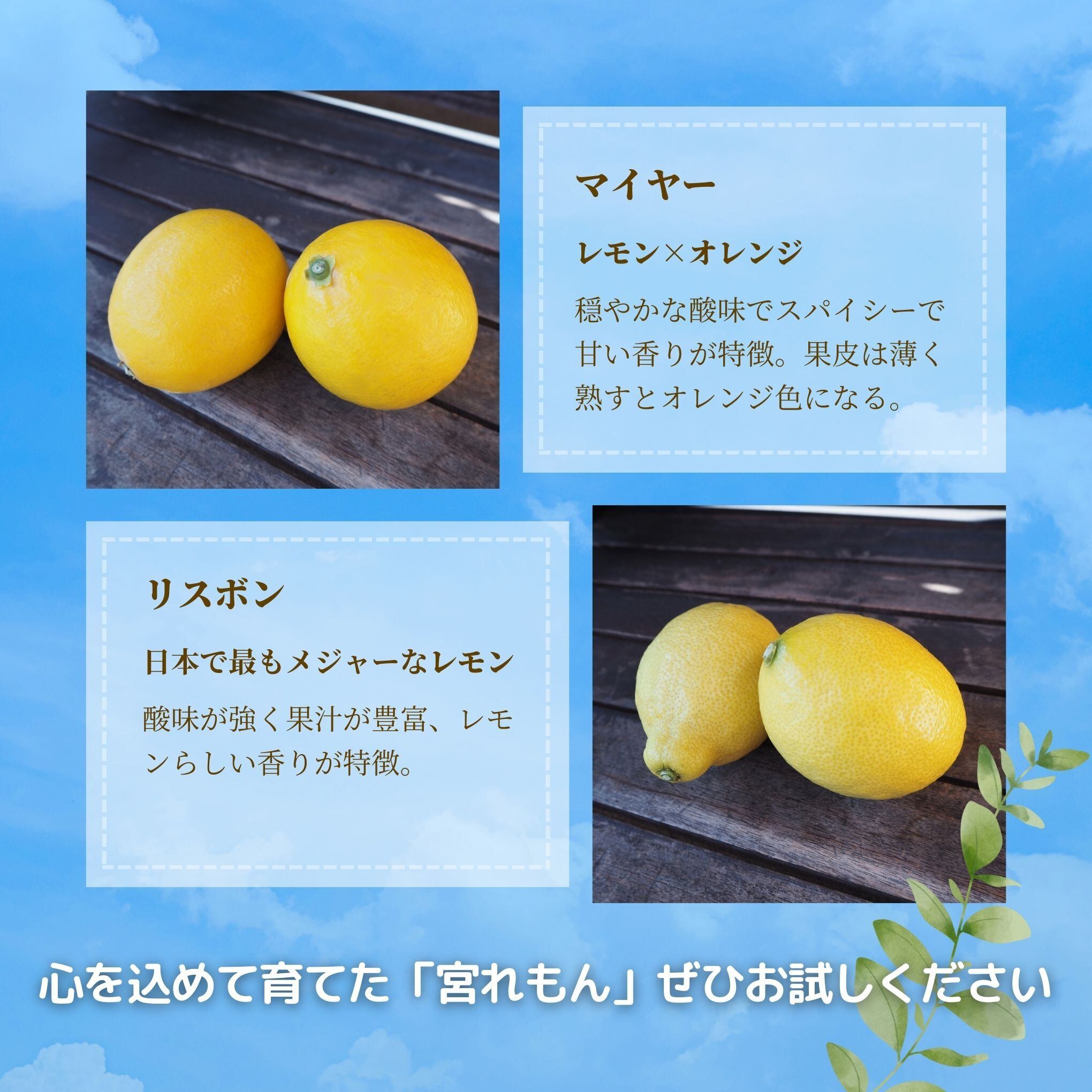宮れもん』 1箱1kg | ことぶきファーム｜産直通販「あるよ」応援