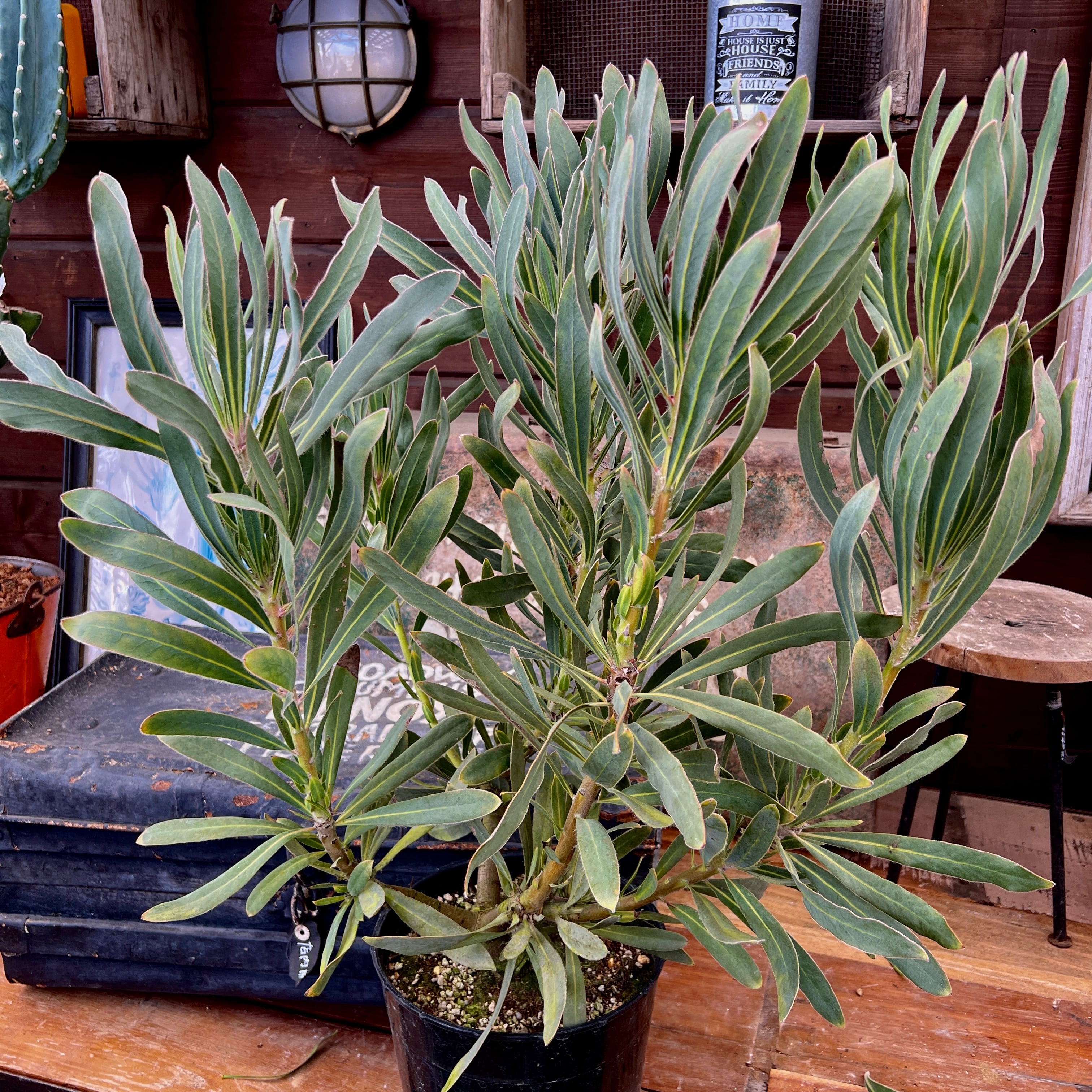 プロテア ポッサムマジック（5本立ち） | 沼ノ上農園