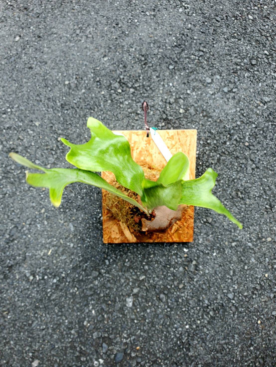 P.Kylin【artPLANTs】ビカクシダ/Platycerium | artPLANTs （アート