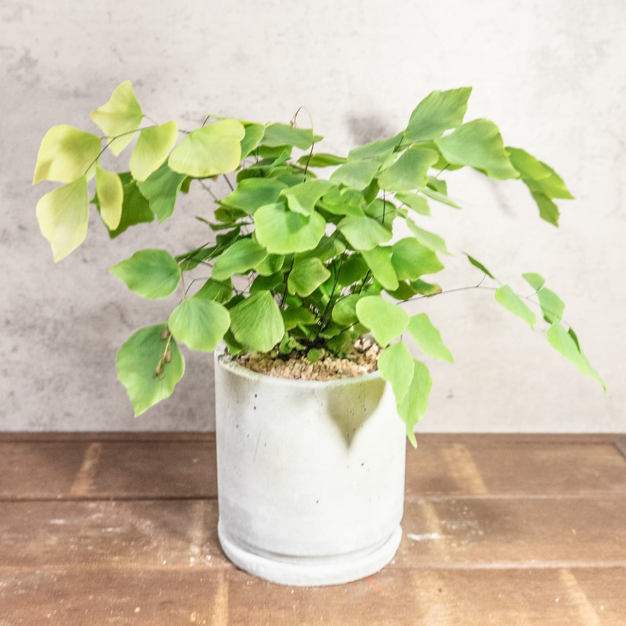 【繊細な葉が魅力】大葉アジアンタムを手づくりモルタル鉢で。グリーンインテリアに。／虫発生抑制／全国一律送料850円