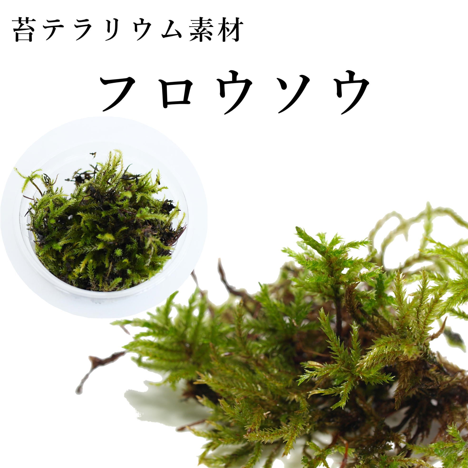 フロウソウ（不老草） 苔テラリウム作製用素材苔 ◇水辺の表現・アクア