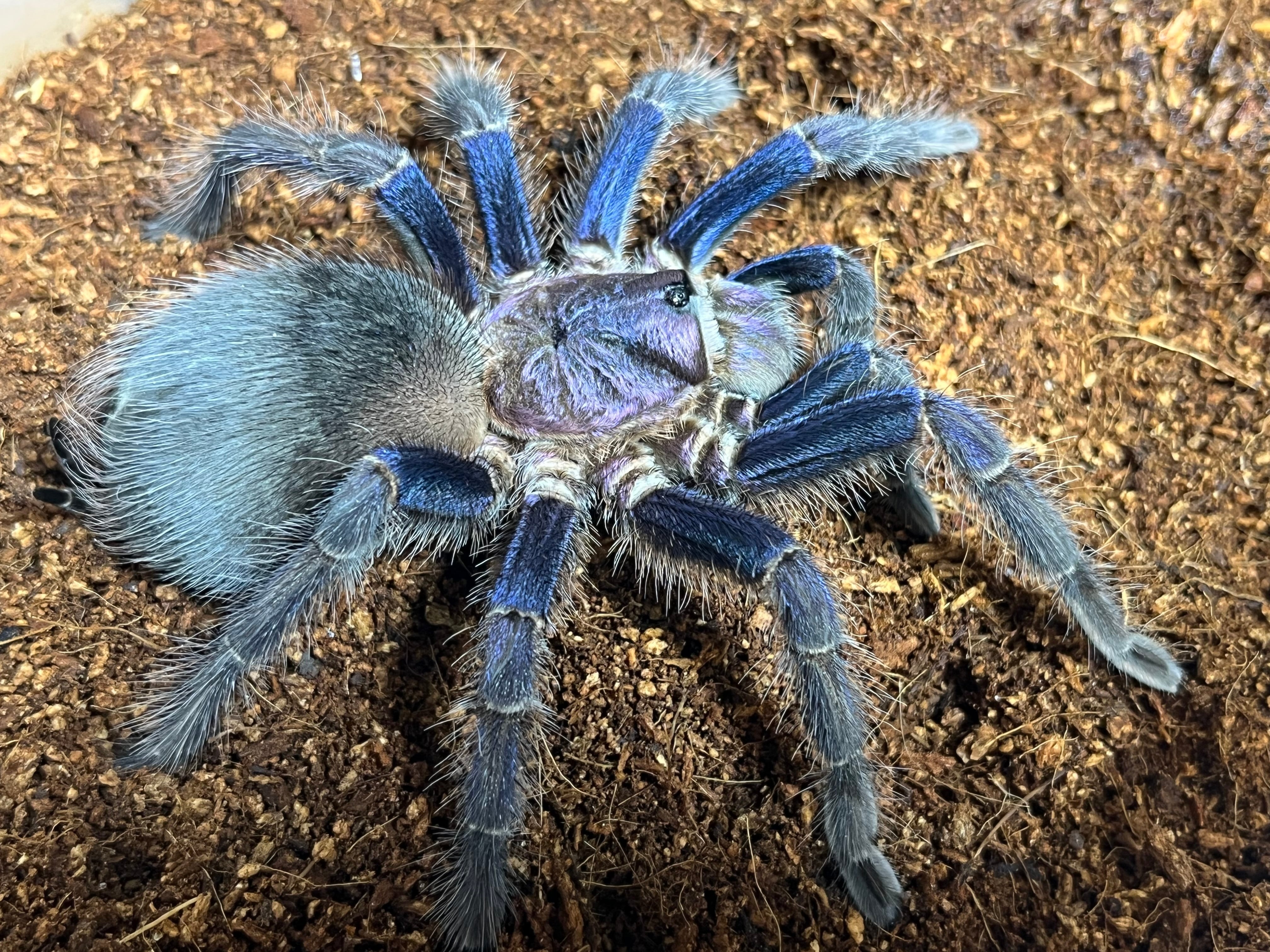 Phormictopus sp. Oriente (Punta Cana) バードイータータランチュラ