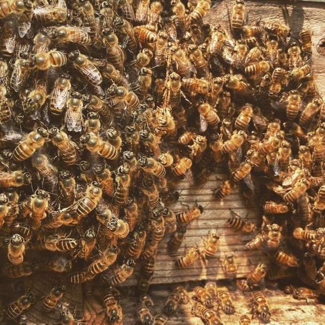 黒ニンニクの蜂蜜漬け【ニホンミツバチの天然100%蜂蜜使用】 | 旅する