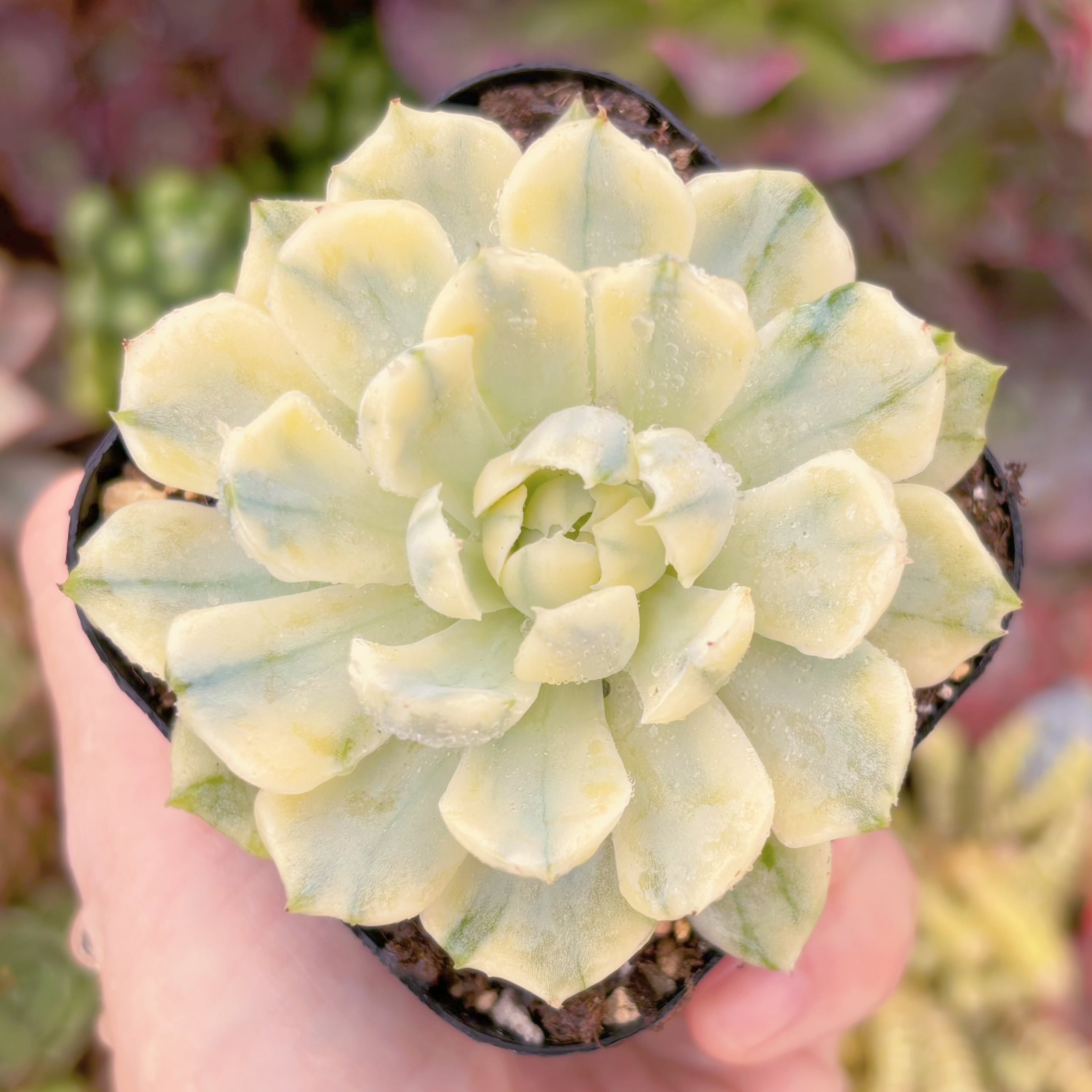 現品 クリームベリー錦#259 るる農園 | るる農園~多肉植物専門