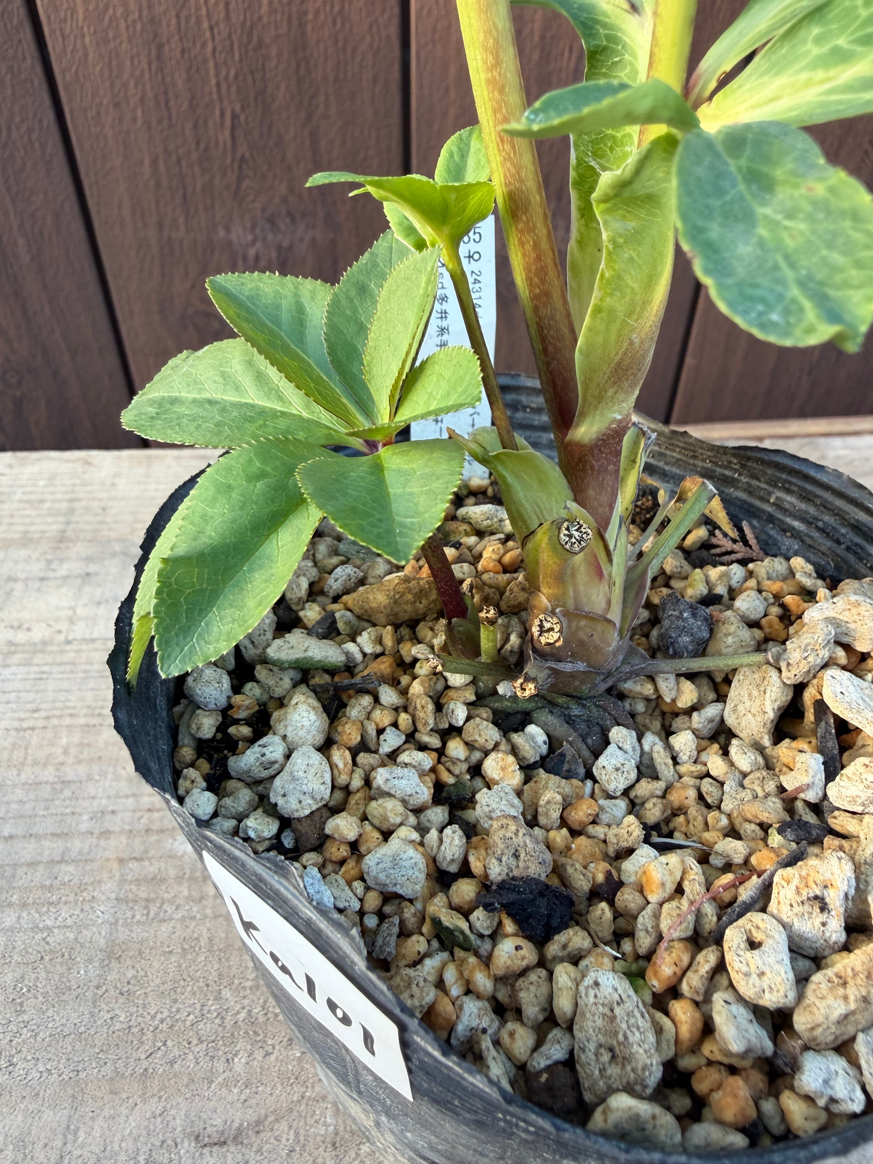 アンティークアフロディーテ系多弁パープル 加藤農園 クリスマスローズ