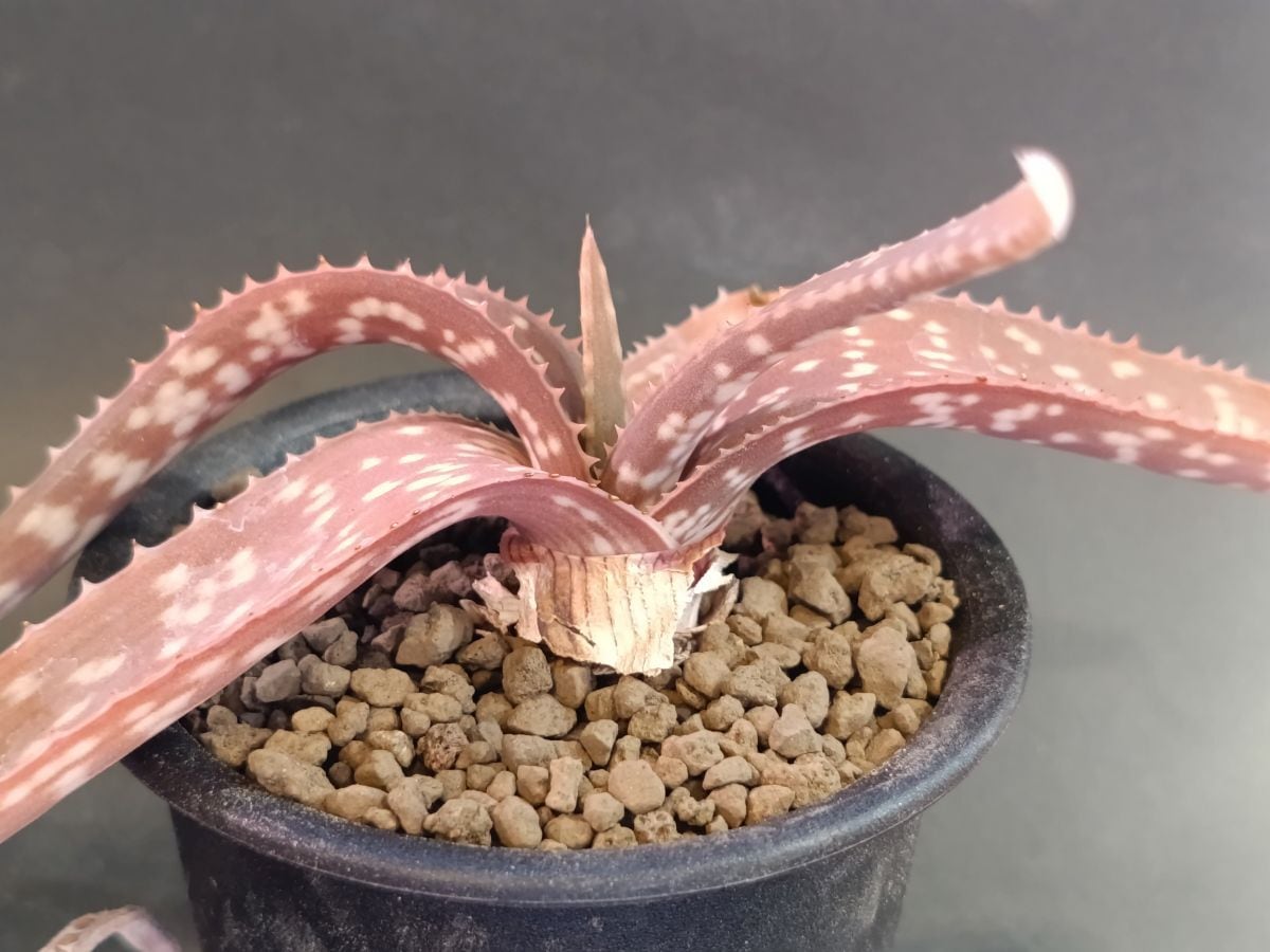 Aloe branddraaiensis アロエ ブランドレイエンシス | サボテンと多肉