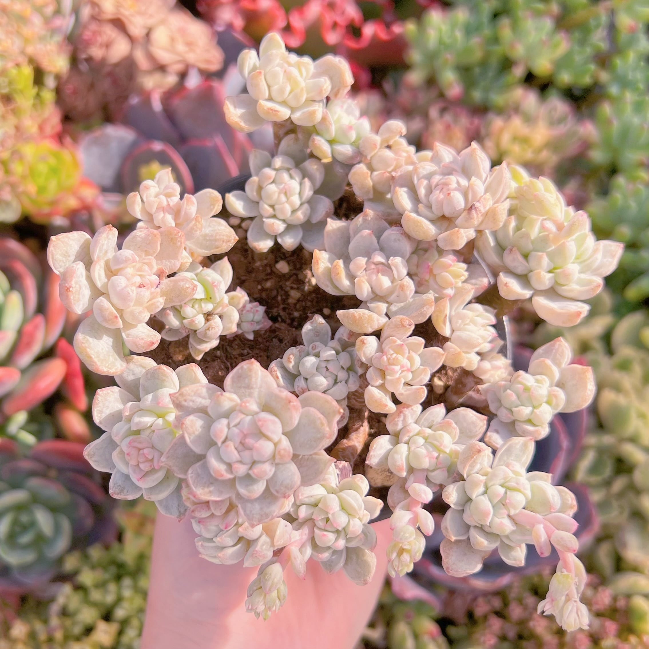 現品　バニラビス錦(石化)#705　るる農園