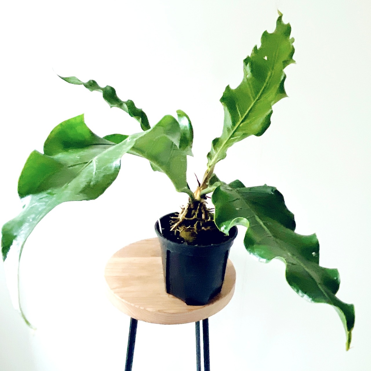 ゆったり癒しの アンスリウムフーケリー 5号鉢 観葉植物 calm cafe