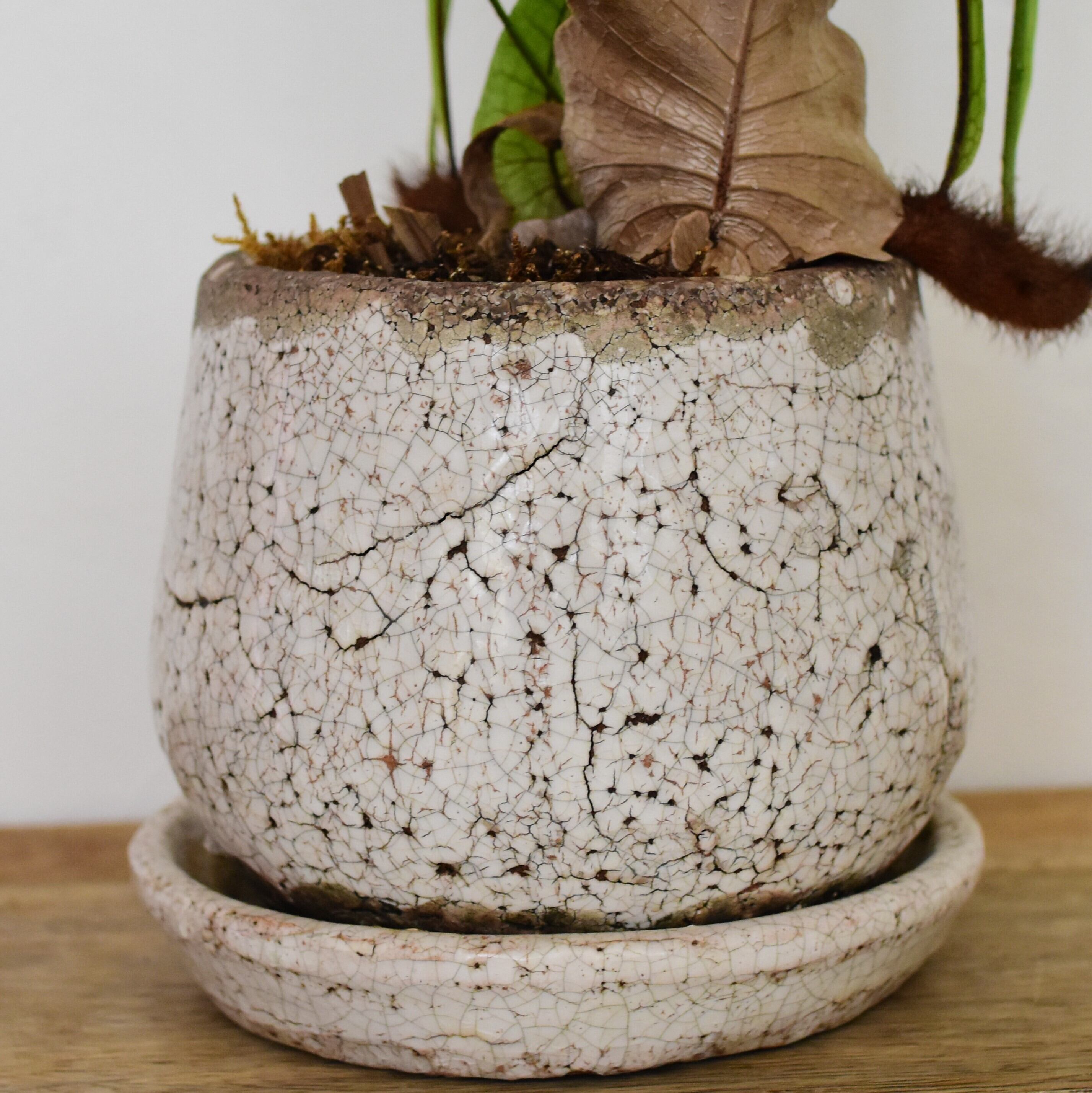 ドリナリア・クエルシフォリア 鉢植え | 宙花sorahana