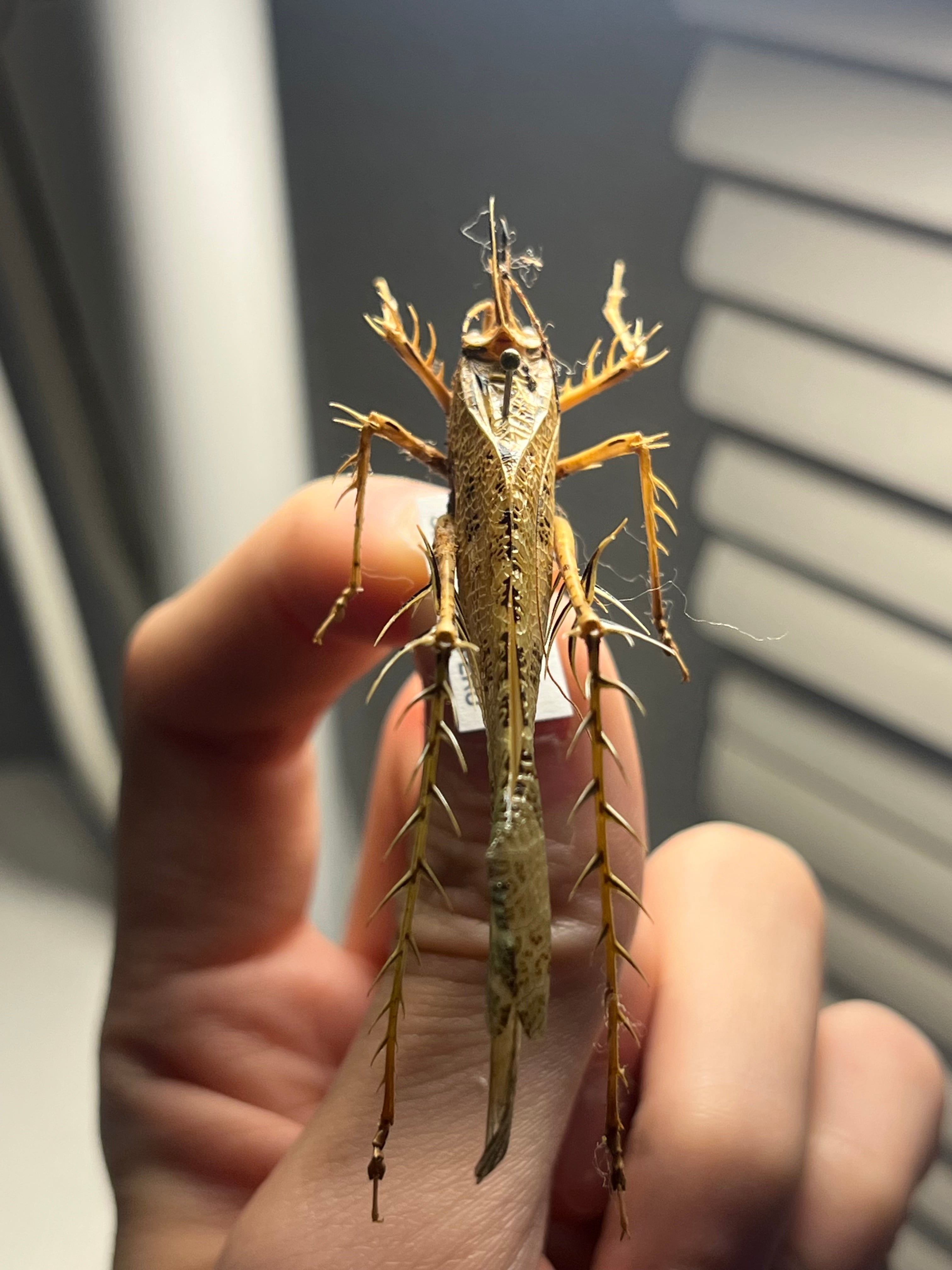 サルオガセギスキリギリスカマドウマバッタ直翅類コロギスリオック