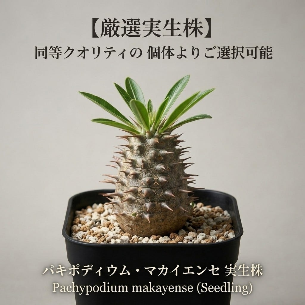 パキポディウム・マカイエンセ 実生株 【厳選・良型】 | BRIDGE GARDEN