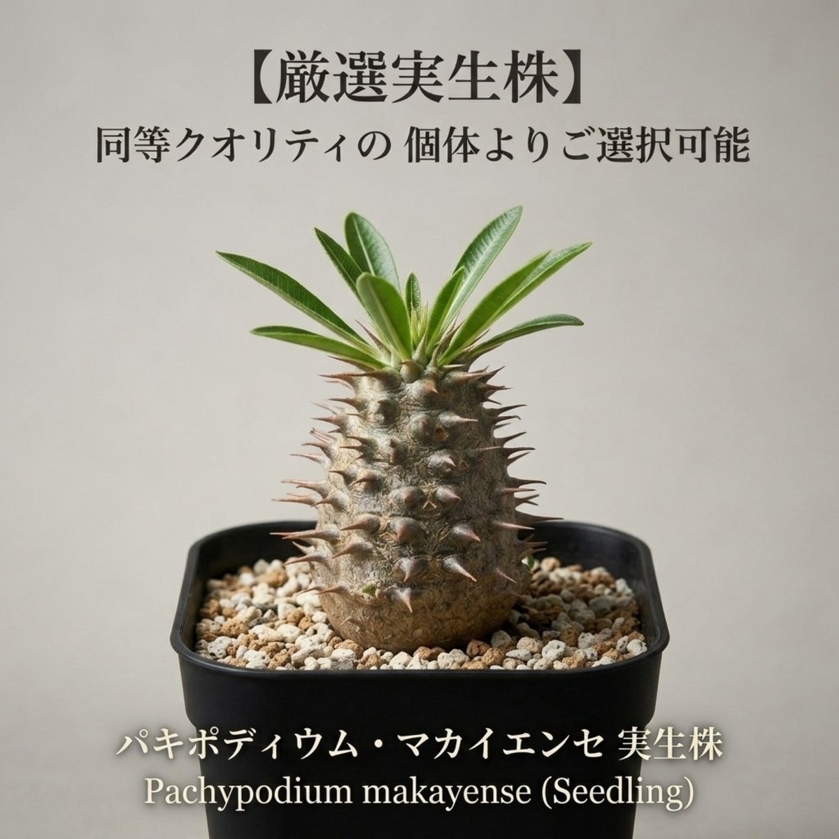 パキポディウム・マカイエンセ 実生株 【厳選・良型】 | BRIDGE GARDEN