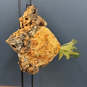 ビカクシダ ウィリンキー 'Nano' TC (P.willinckii 'Nano' TC)　コルク着生仕立て【364】