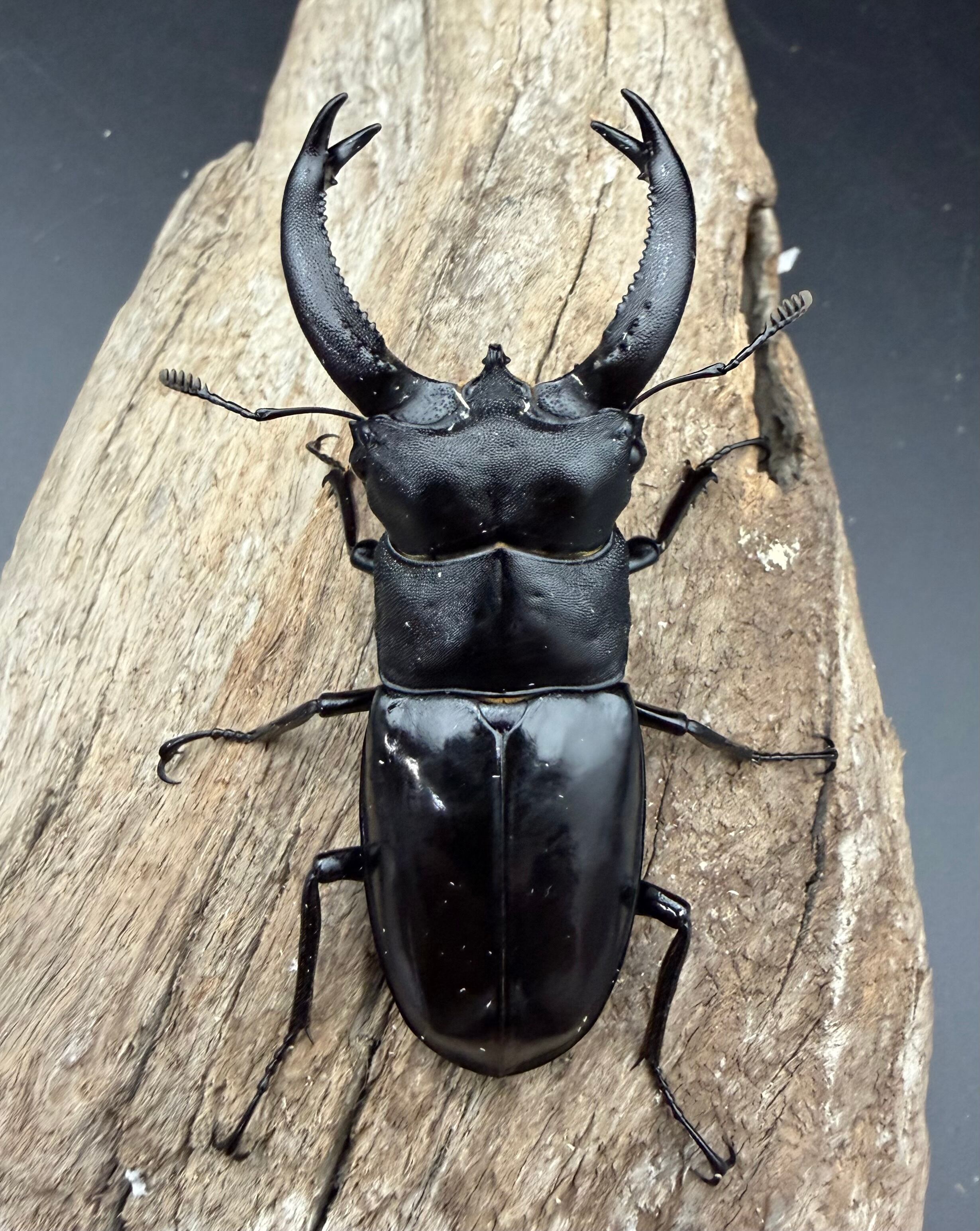 WD】《ブケットフタマタクワガタ 71mm ペア》 | KPW公式オンラインショップ