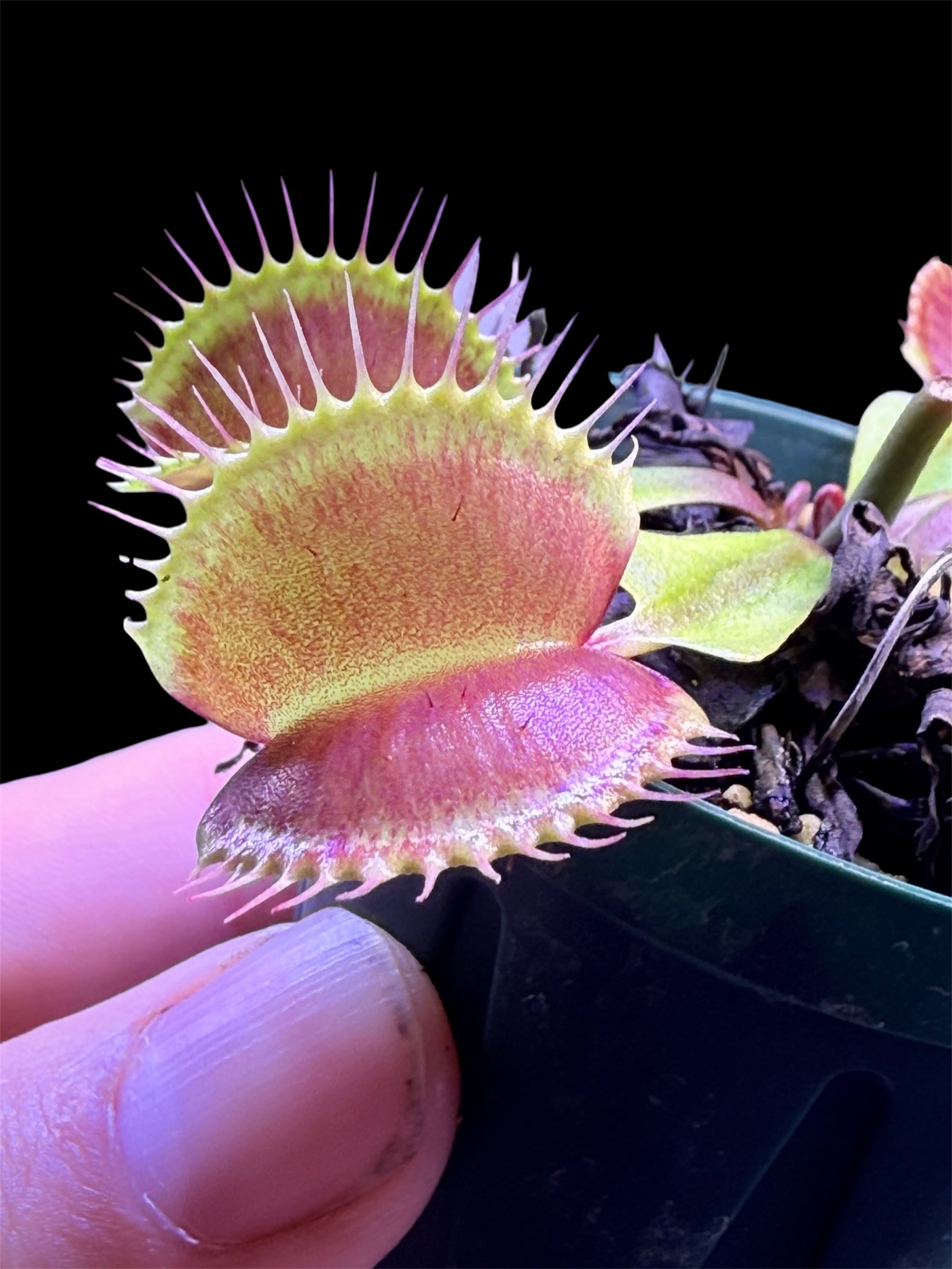 Cephalotus folicularis seedling of Hummer's Giant 06 BCP | Dmix Plants