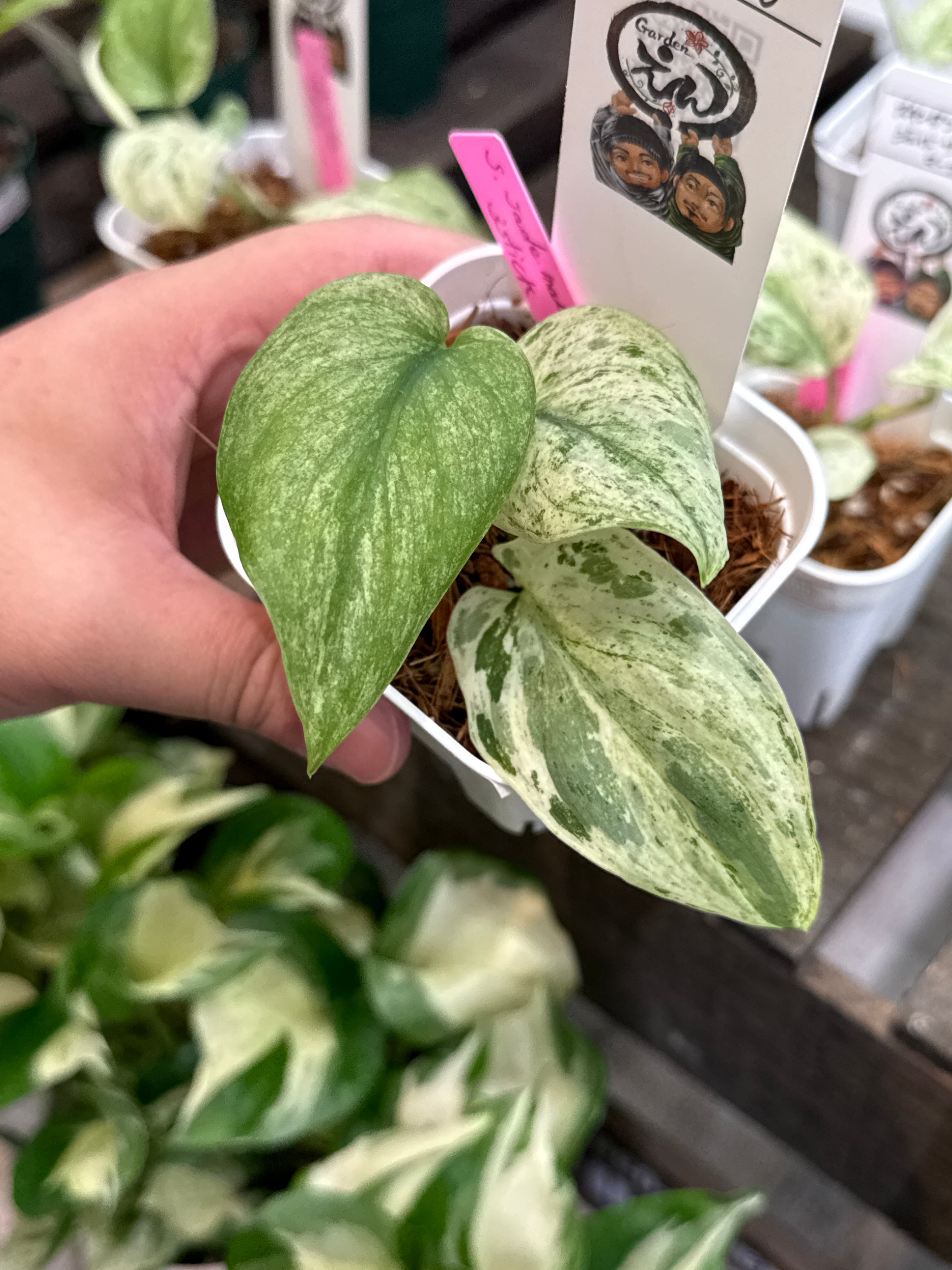 58. スキンダプサス ジェイドサテンマーブル | Gardenえん 【観葉熱帯