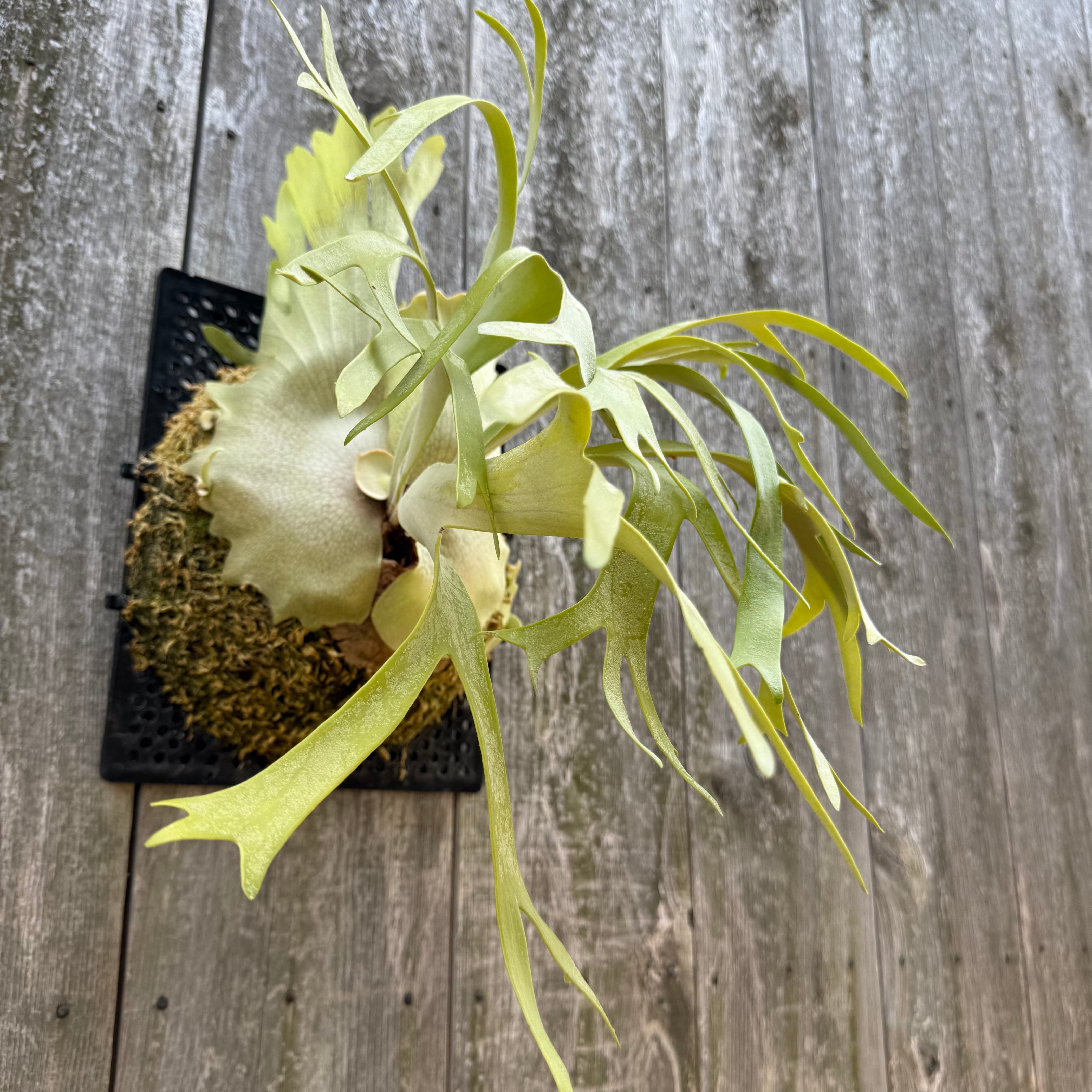 P. willinckii cv. Ryusei (pup) | naturefix