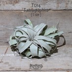 【送料無料】キセログラフィカ S(ロングリーフ)〔エアプランツ〕現品発送T1214