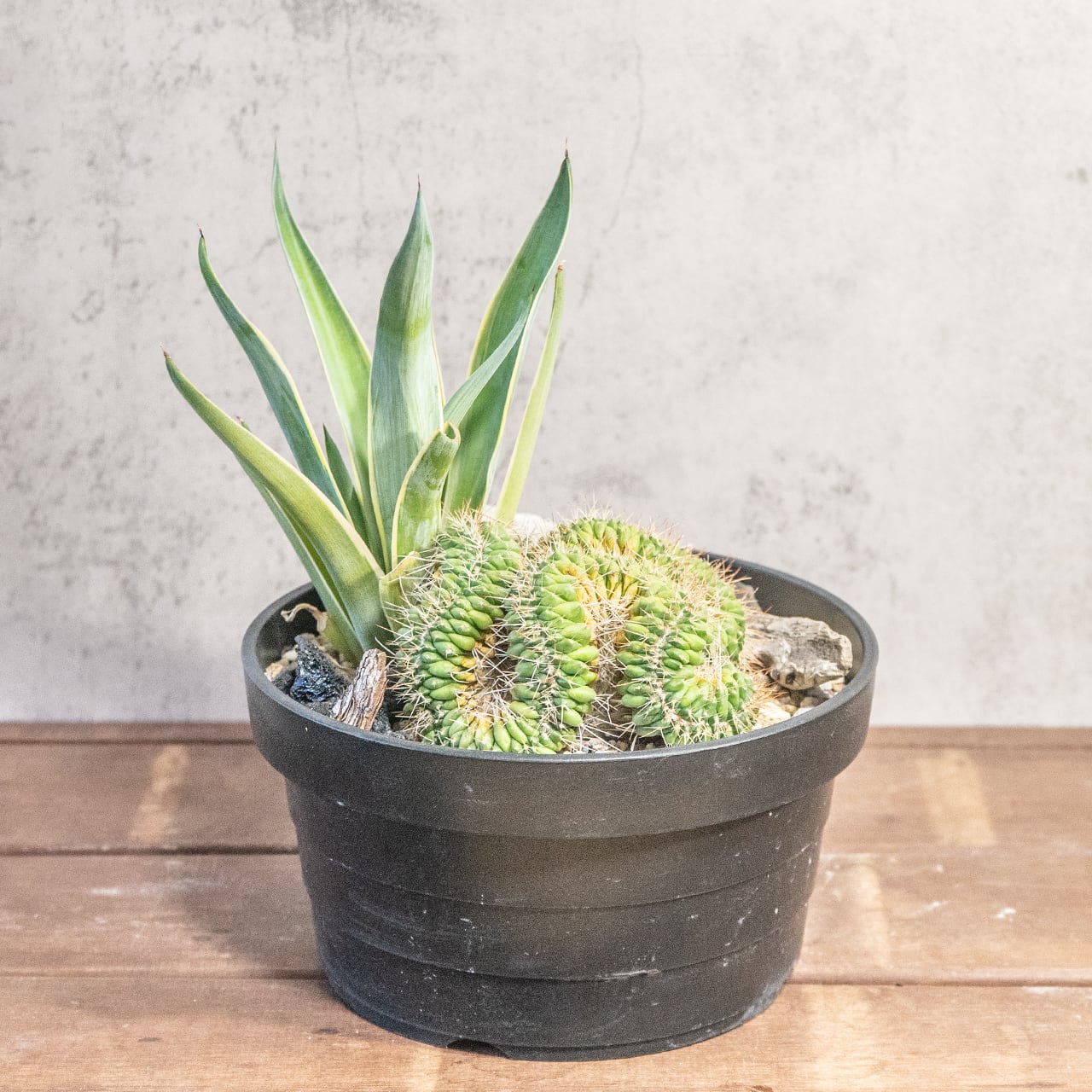 マミラリア白棘白竜丸とアガベ|自然美あふれる流木アレンジ寄せ植え