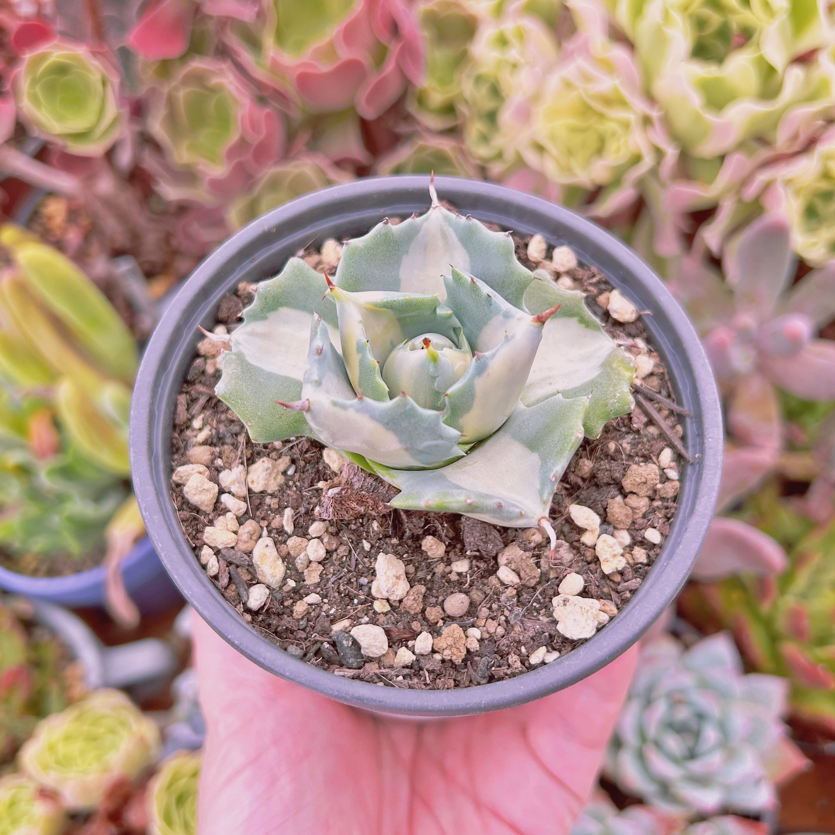 現物 多肉植物 王妃雷神錦(白中斑) 単頭 抜き苗 | るる農園~多肉植物専門