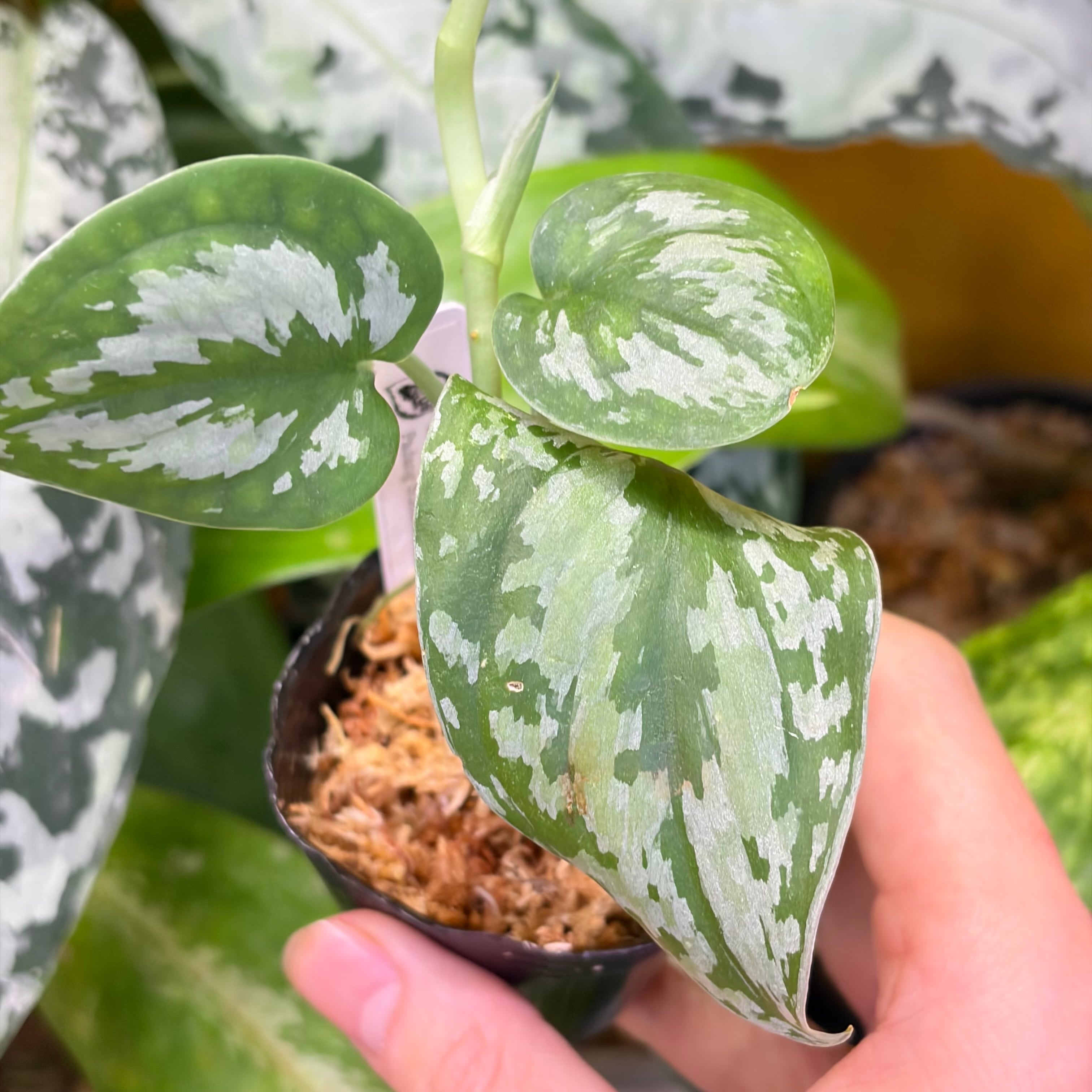 オリジナル選抜】 Scindapsus pictus Tricolor Padang Sumatera Barat