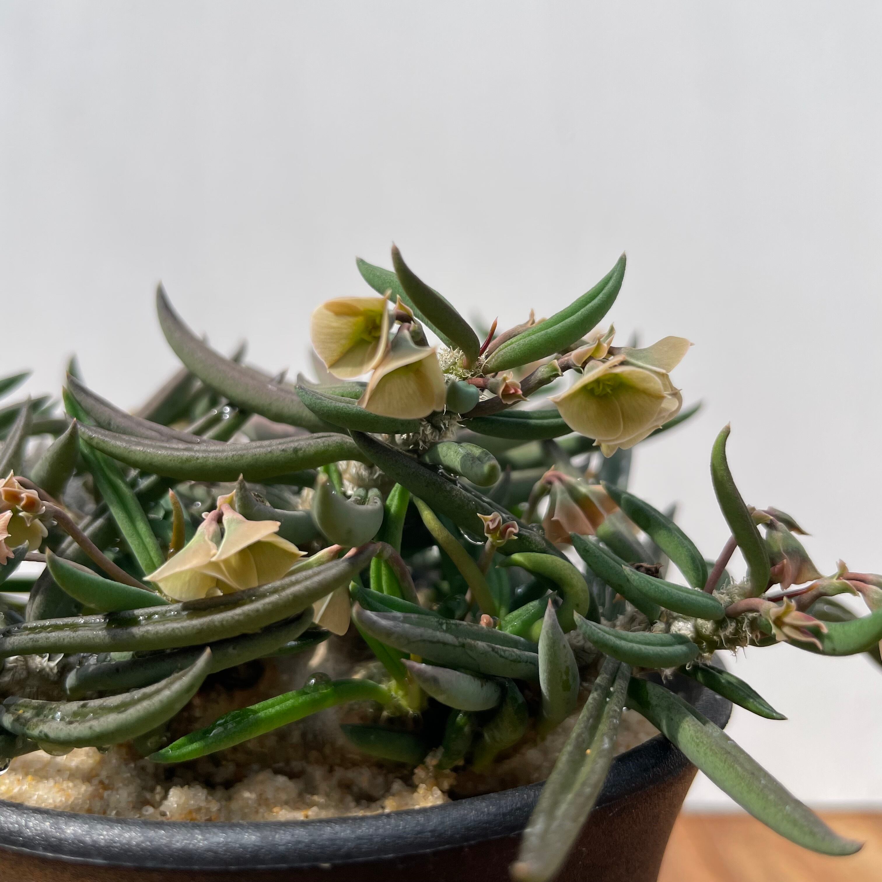 Euphorbia cylindrifolia 【ユーフォルビア・キリンドリフォリアツベリ