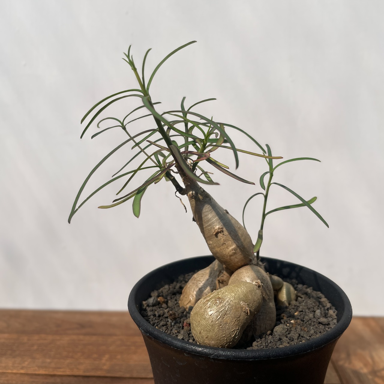 Euphorbia hedyotoides【ユーフォルビア・ヘディオトイデス】