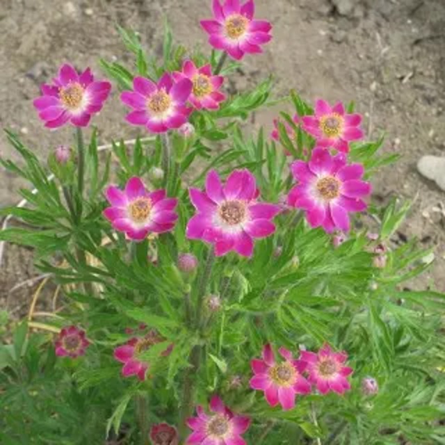 アネモネ マルチフィダ 'ルブラ'