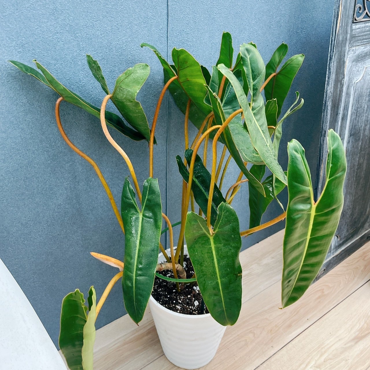 現品］【希少】40番 フィロデンドロン ビレッティア 7号 観葉植物 室内