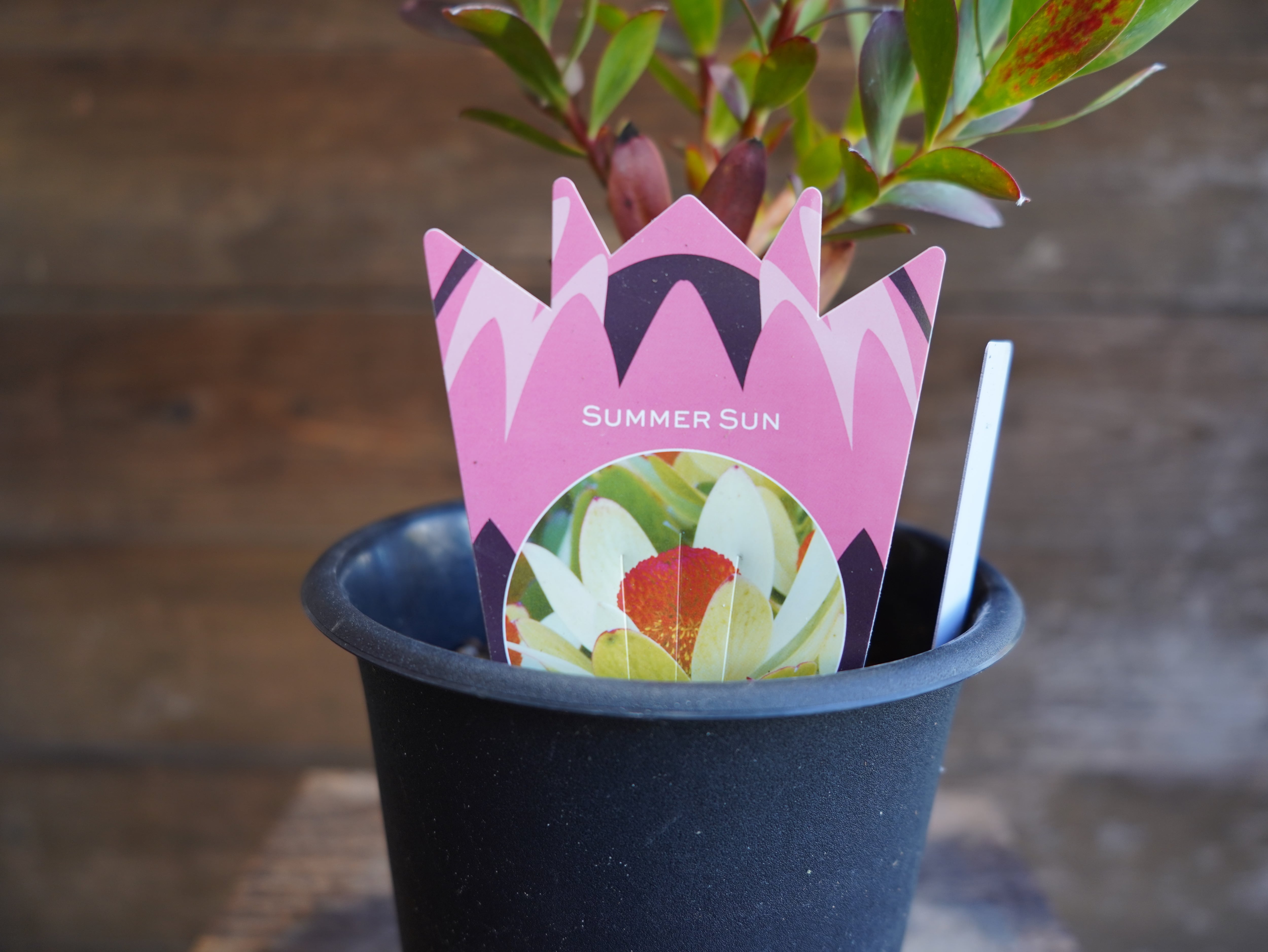 【現物】 リューカデンドロン　”Summer Sun”