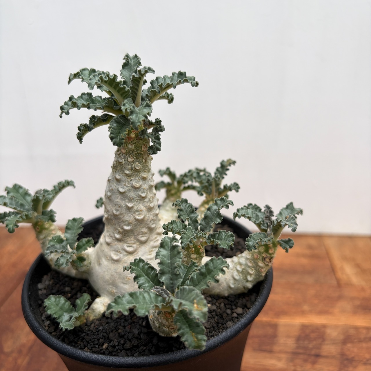 Dorstenia lavrani【ドルステニア・ラブラニー】