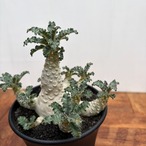 Dorstenia lavrani【ドルステニア・ラブラニー】