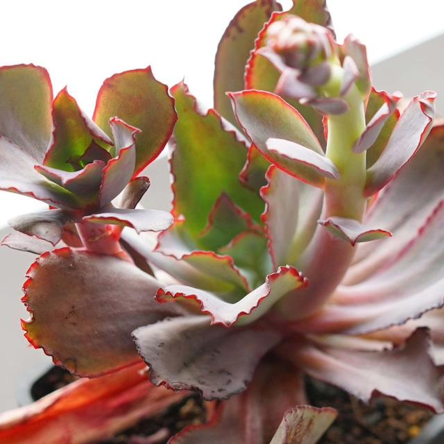 【限定1株】抜き苗 ルーブル Echeveria 'Louvre'